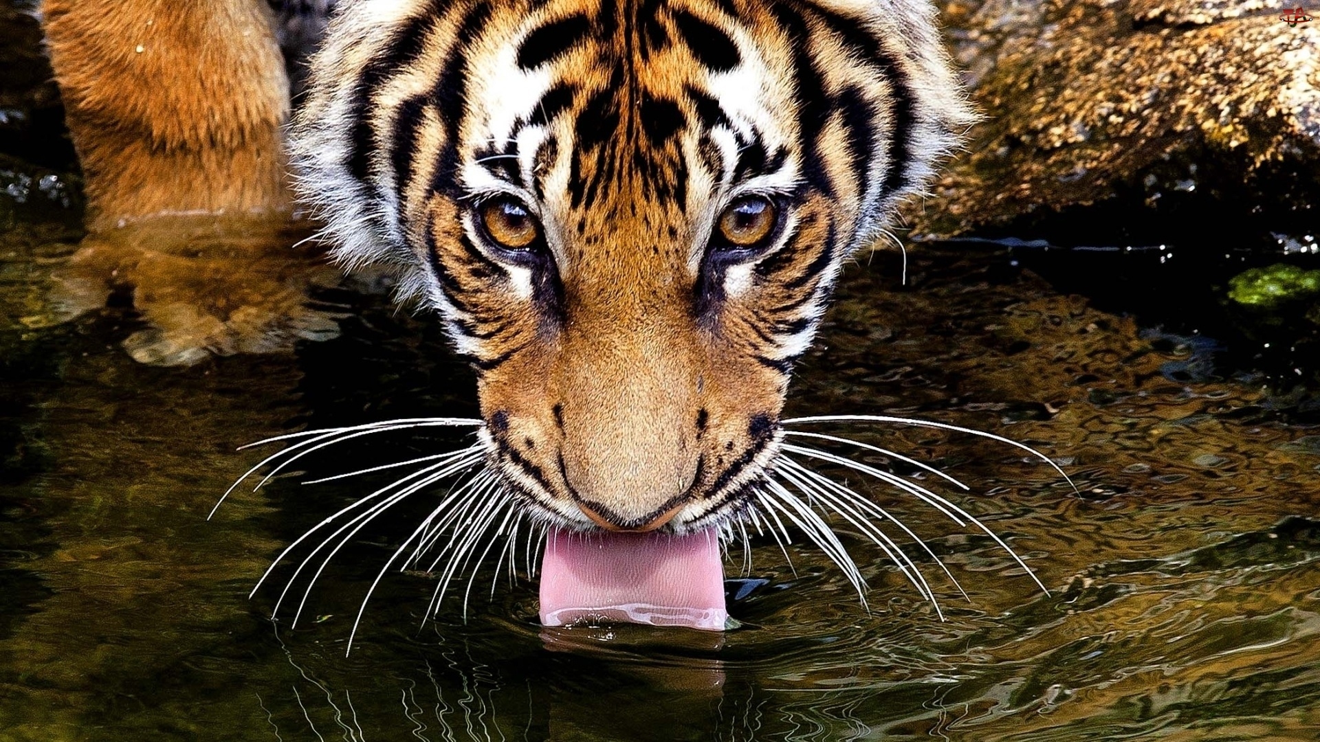 Woda, Tygrys, Język