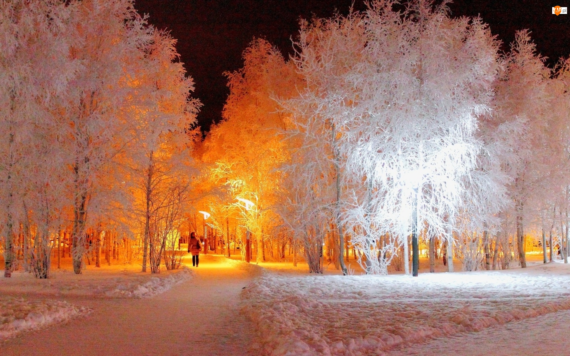 Park, Drzewa, Zimą, Białe