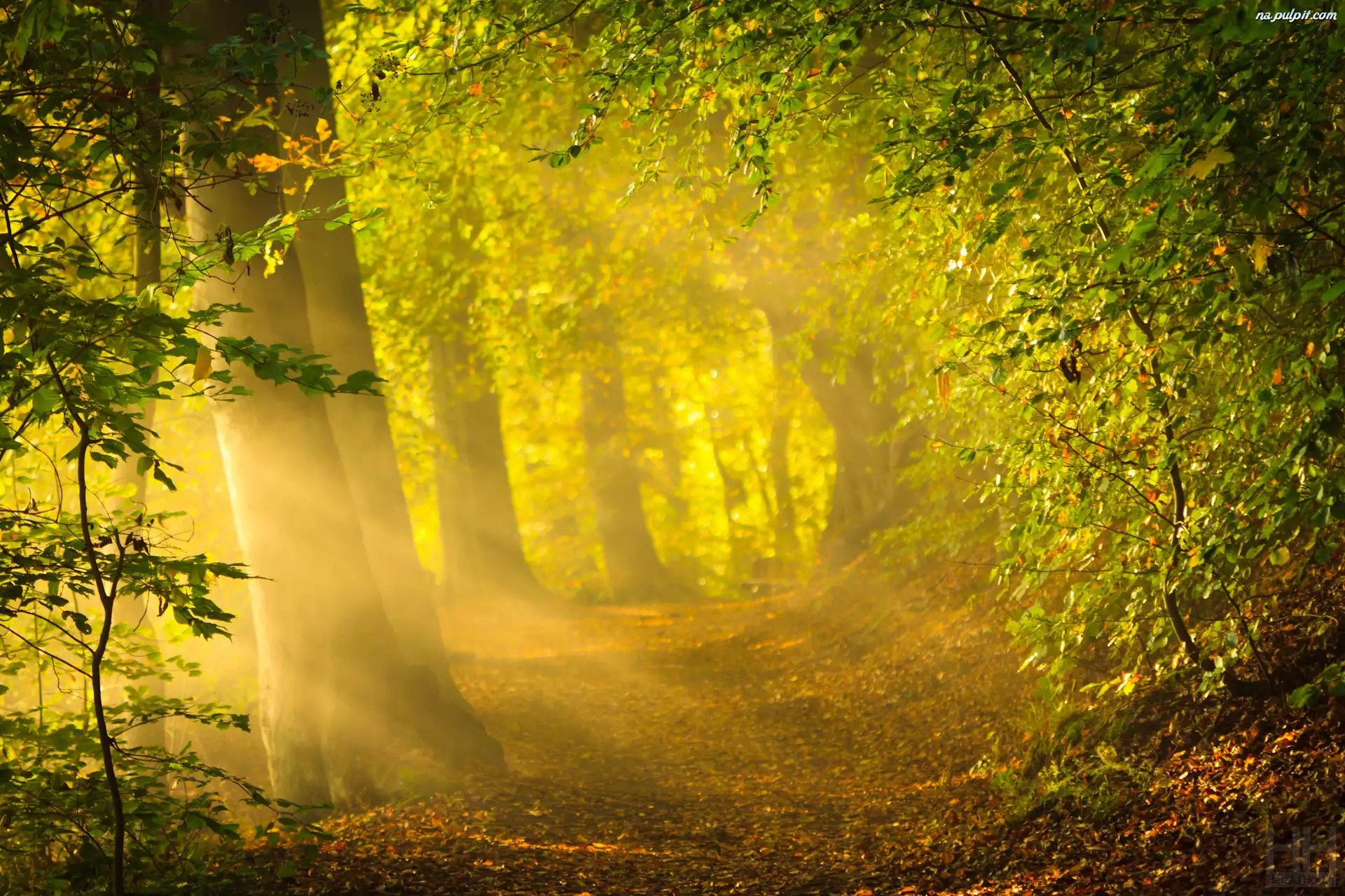 Jesień, Las, Przebijające, Drzewa, Światło