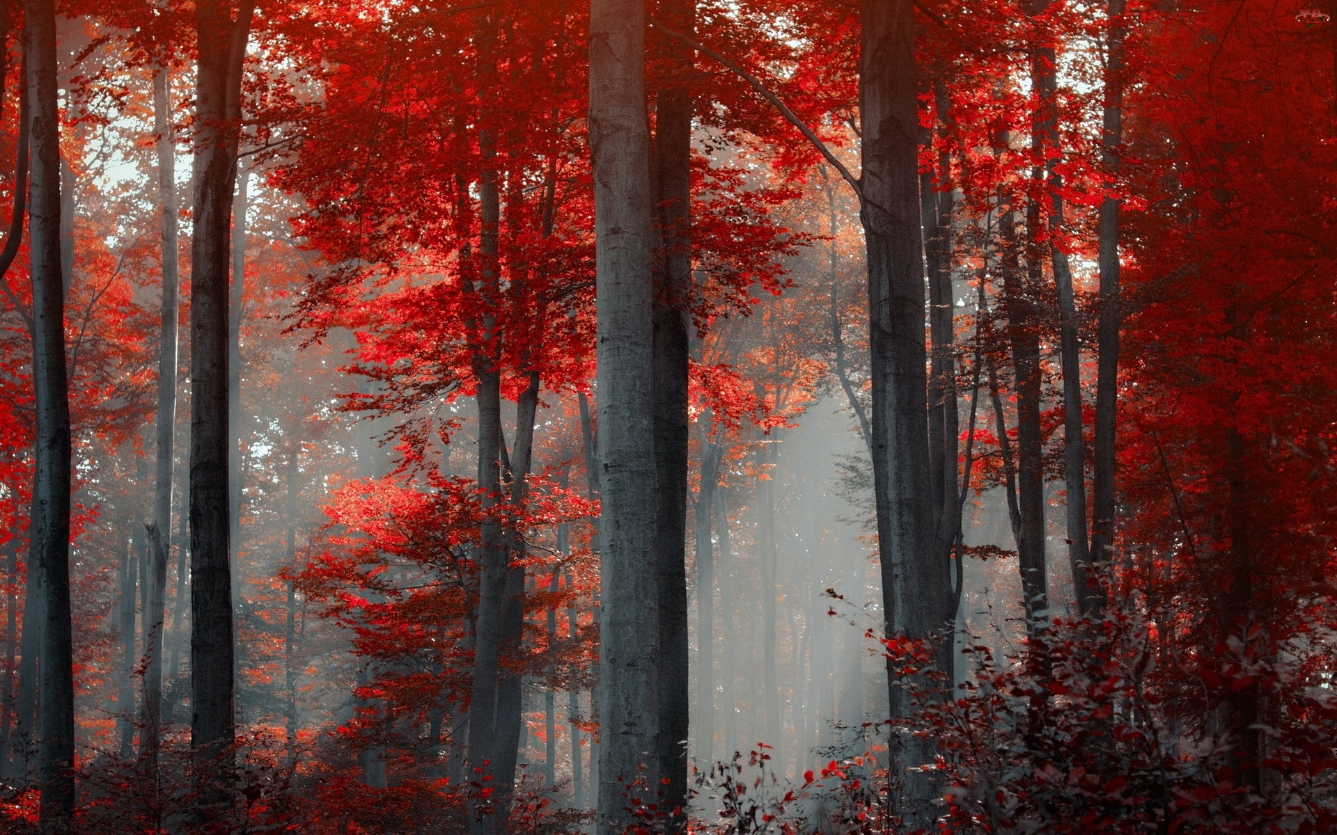 Drzewa, Jesień, Las, Mgła