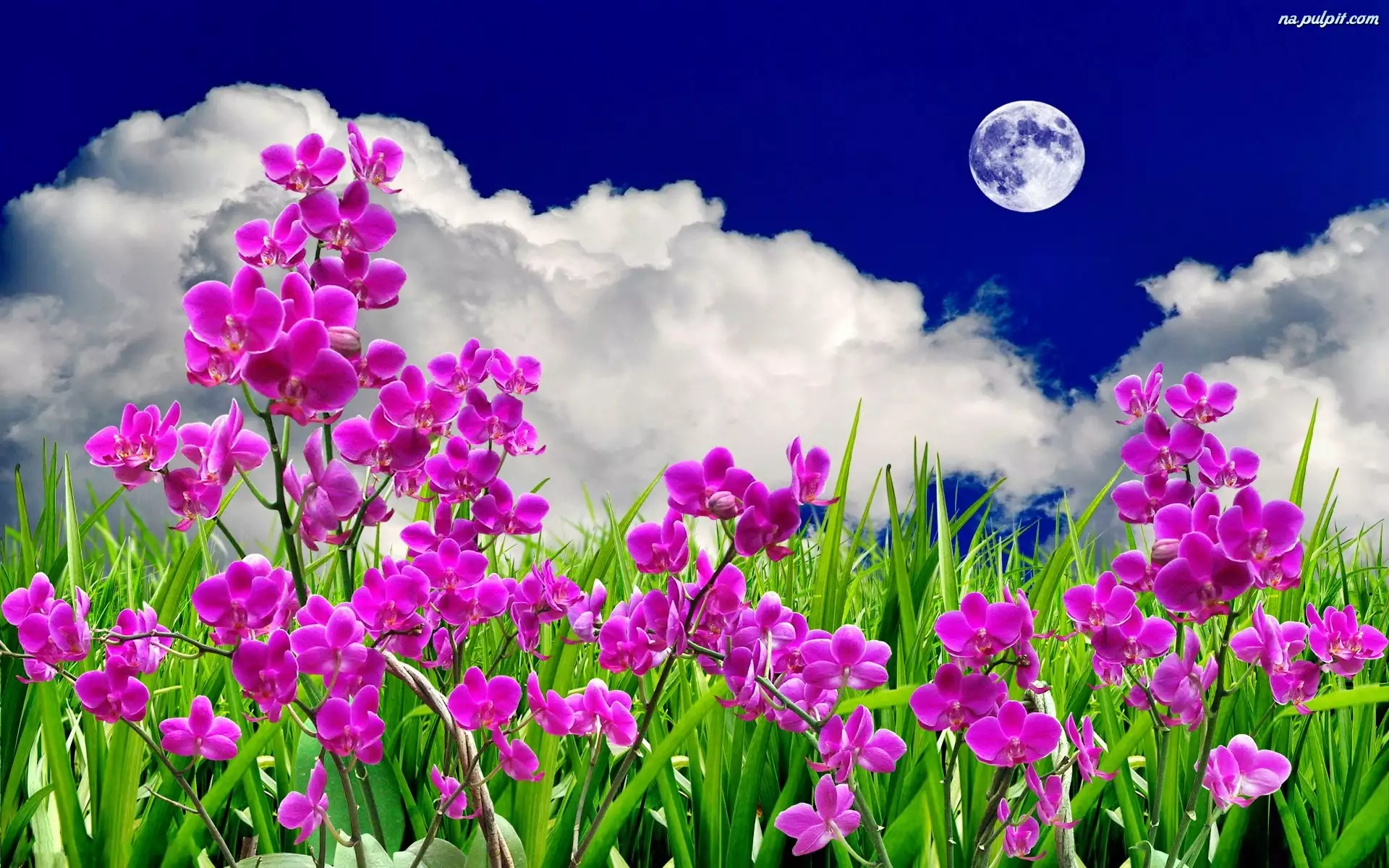 Księżyc, Kwiaty, Storczyki, Chmury