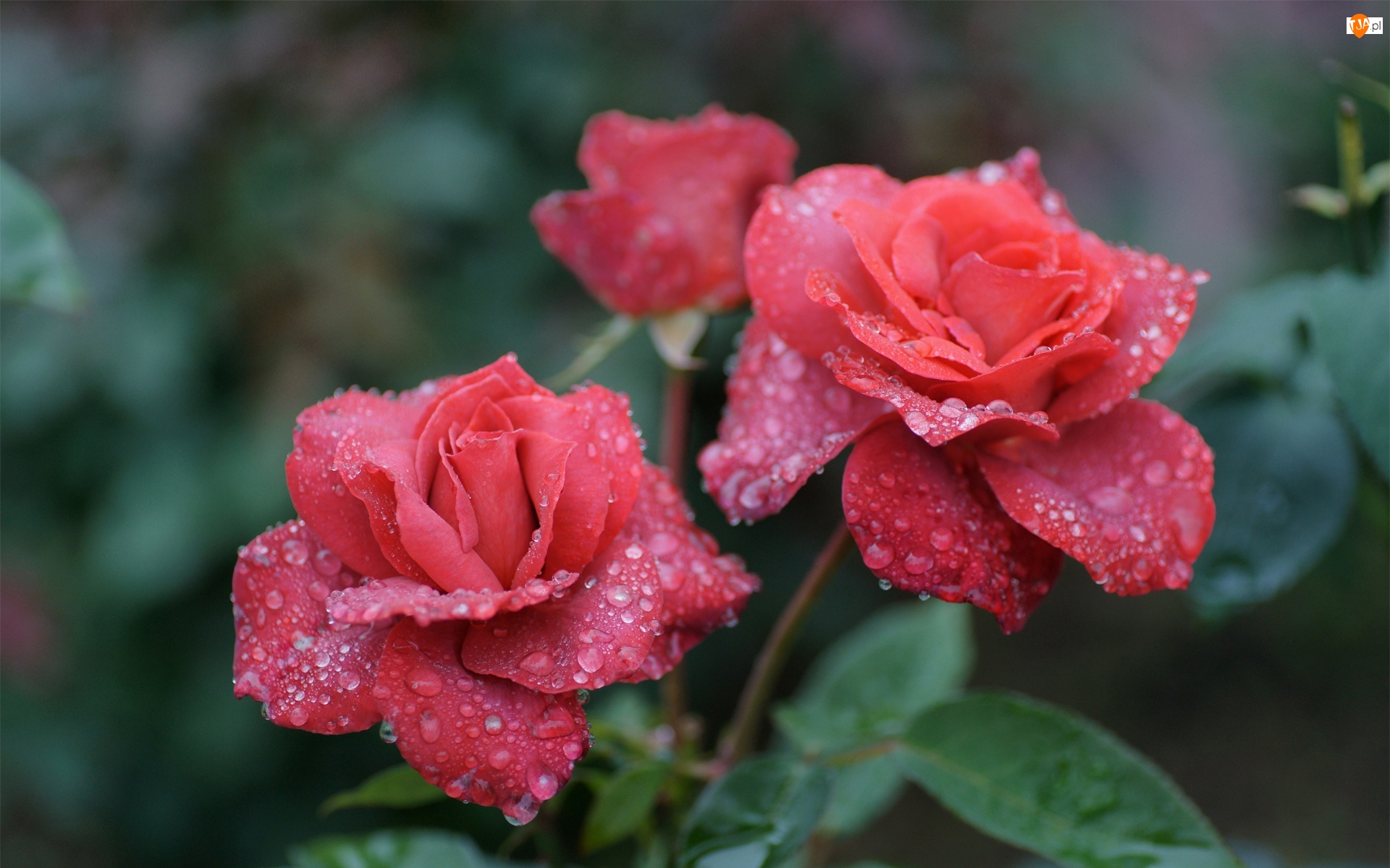 Deszczu, Czerwone, Róże, Krople