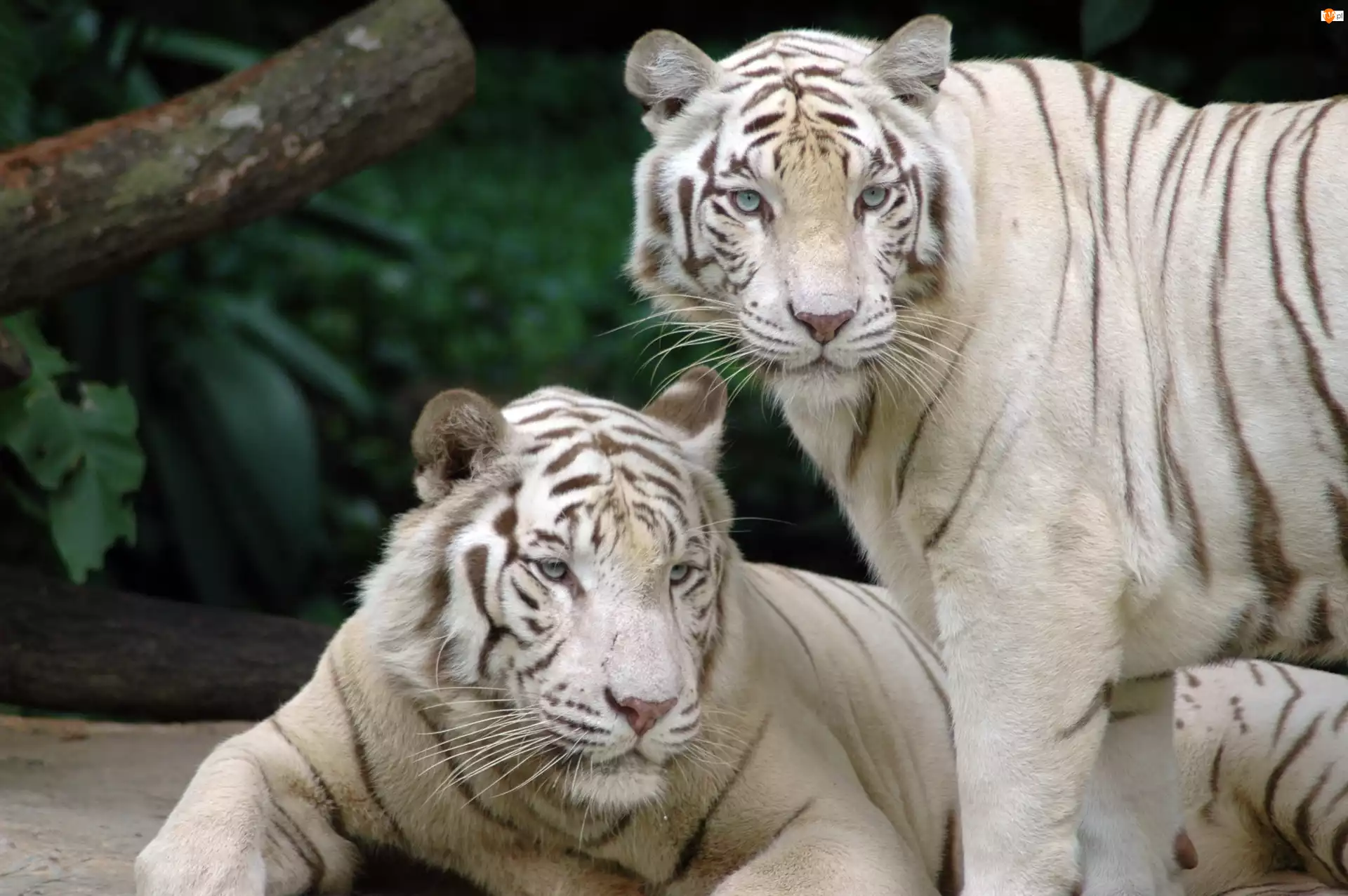 Tygrysy, Dwa, Białe