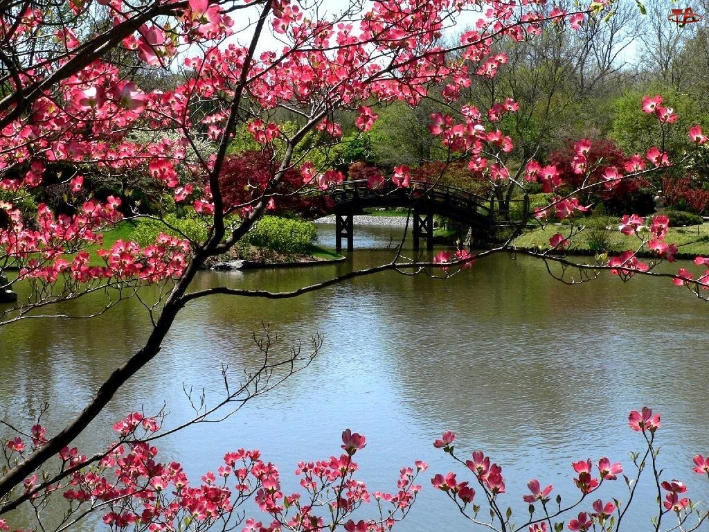 Most, Drzewa, Park, Wiosna, Rzeka, Kwitnące