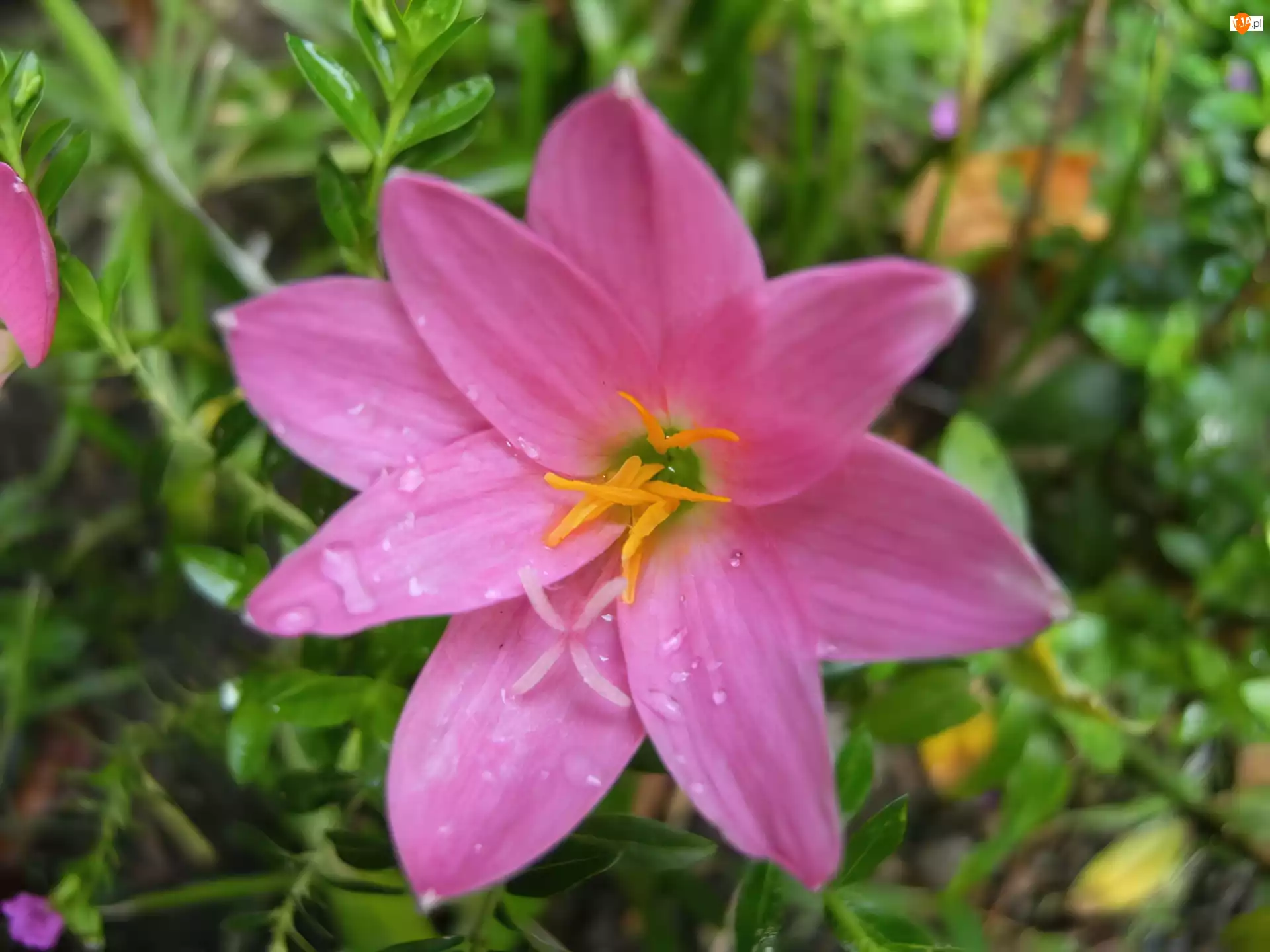 Zefirant, Różowo-liliowy
