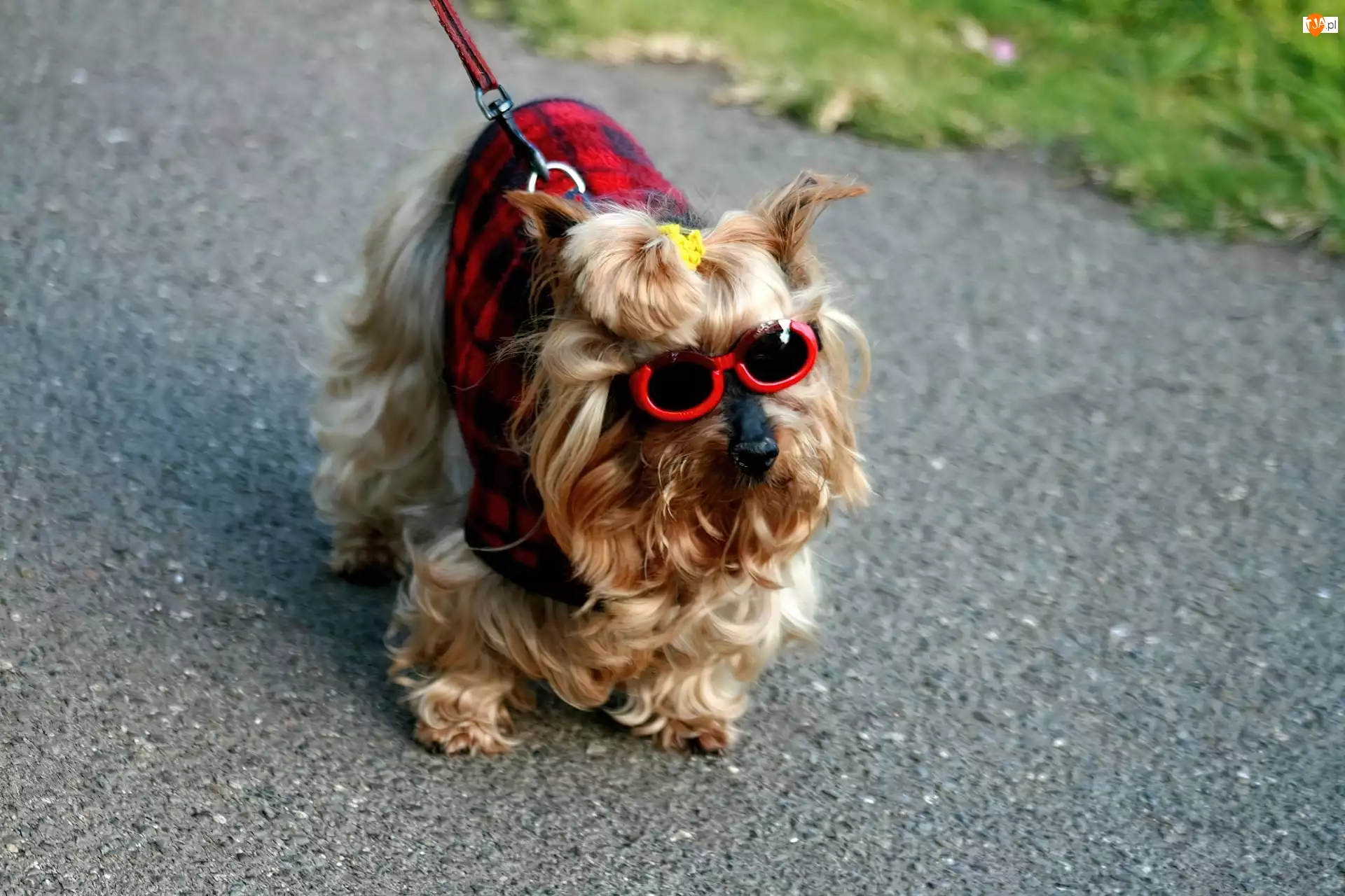 Okulary, Yorkshire Terrier, Ubranko