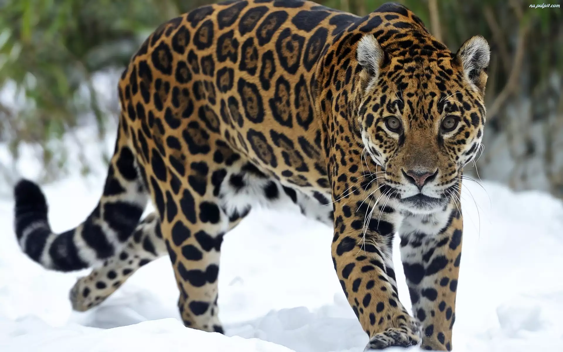 Jaguar, Śnieg