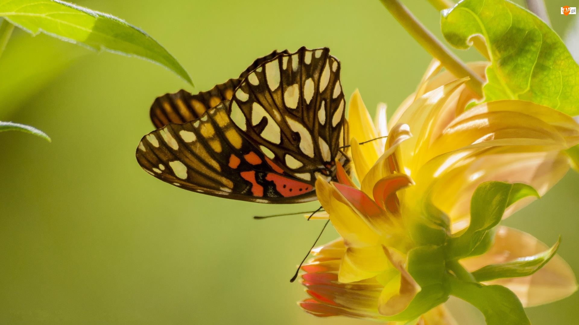 Liście, Motyl, Kwiat