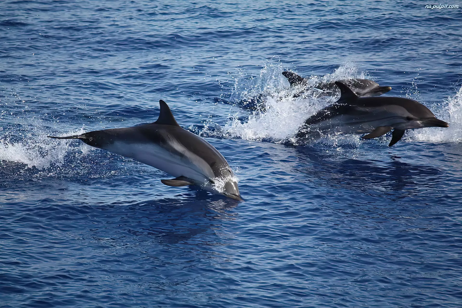 Morze, Delfiny