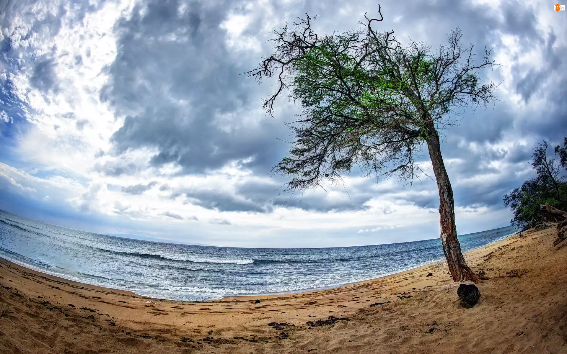 Drzewo, Morze, Plaża