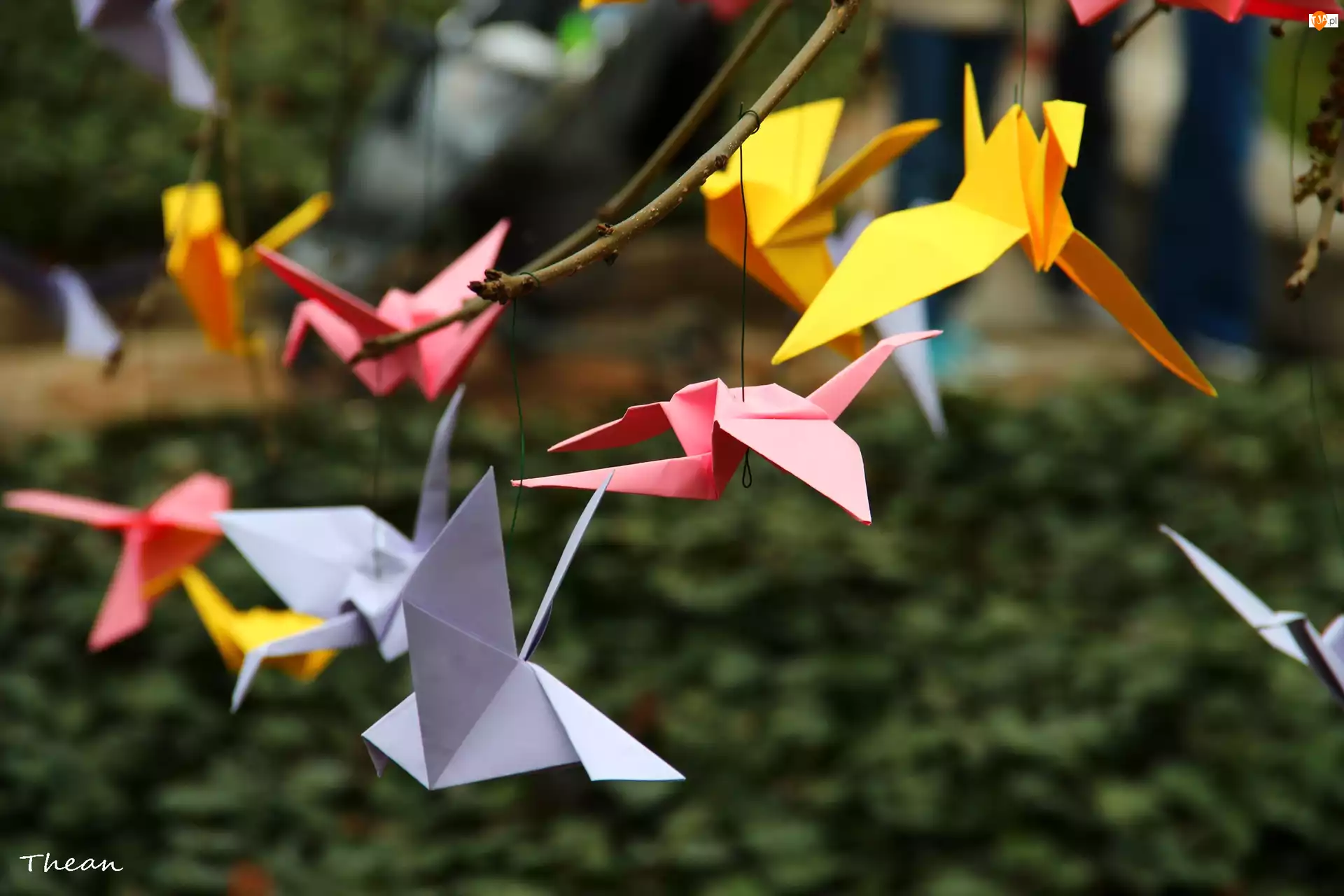 Origami, Ptaki, Kolorowe, Kartki