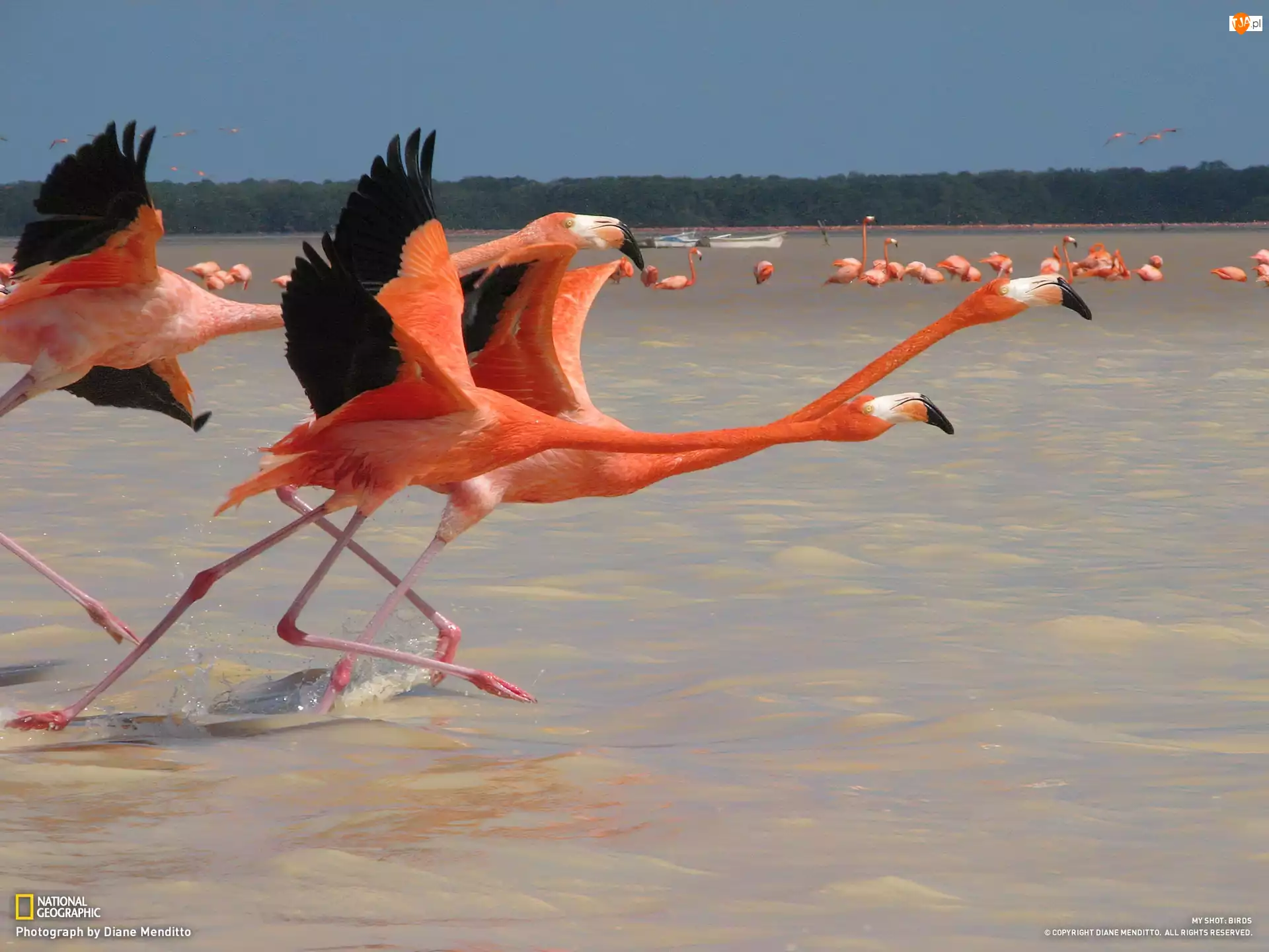 Czerwonaki, Flamingi