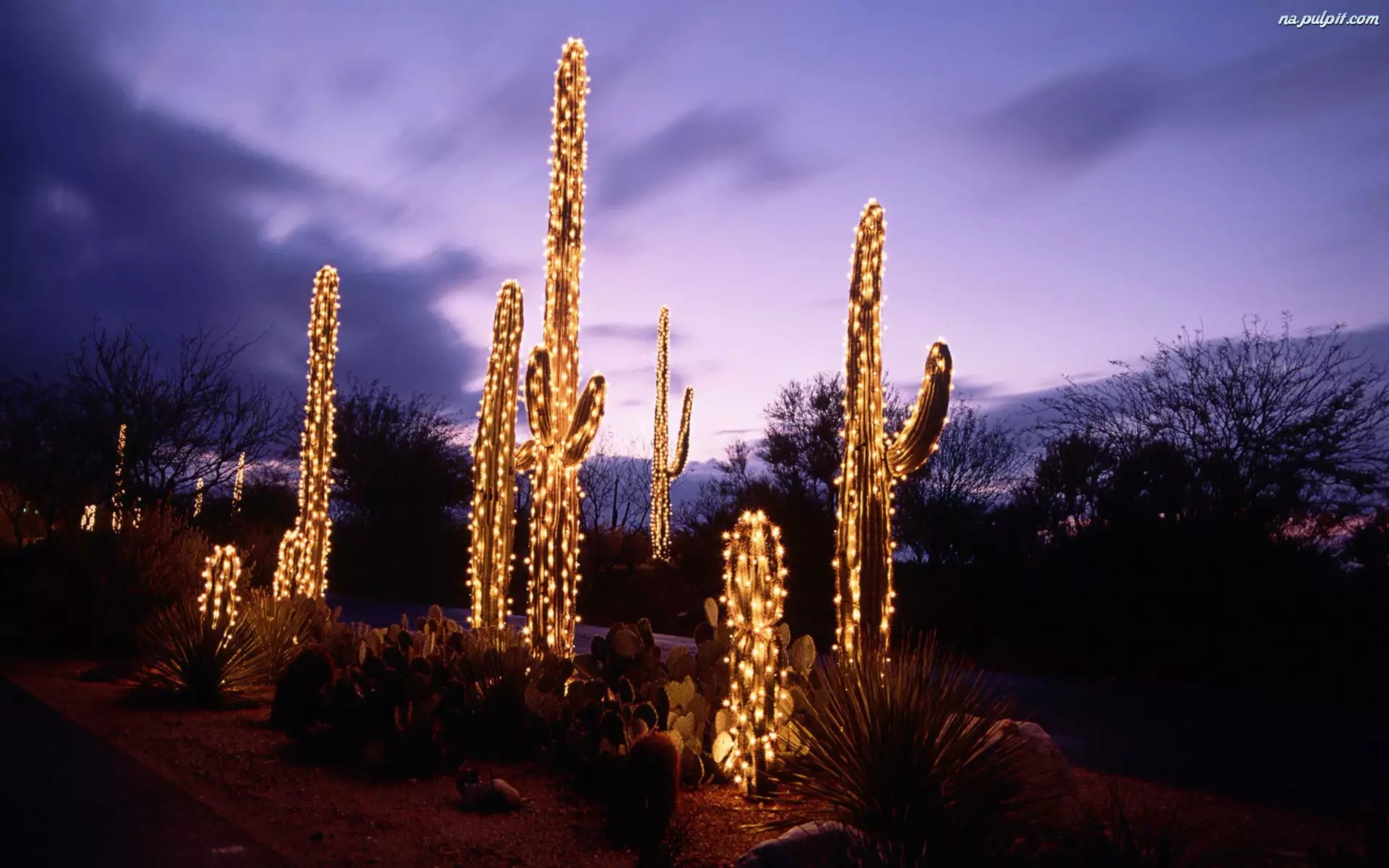 Kaktusy, Święta, Oświetlenie, Drzewa