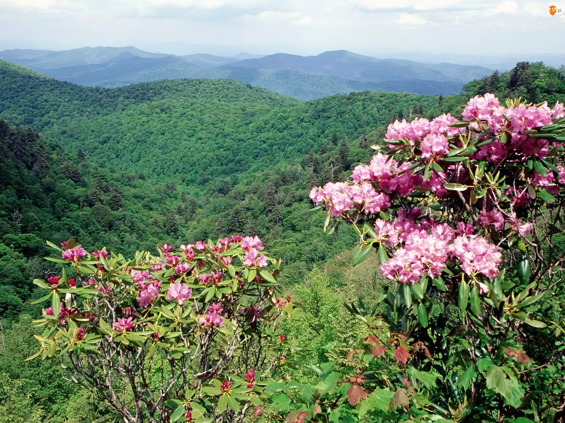Rododendron, Zalesione, Góry, Kwitnące