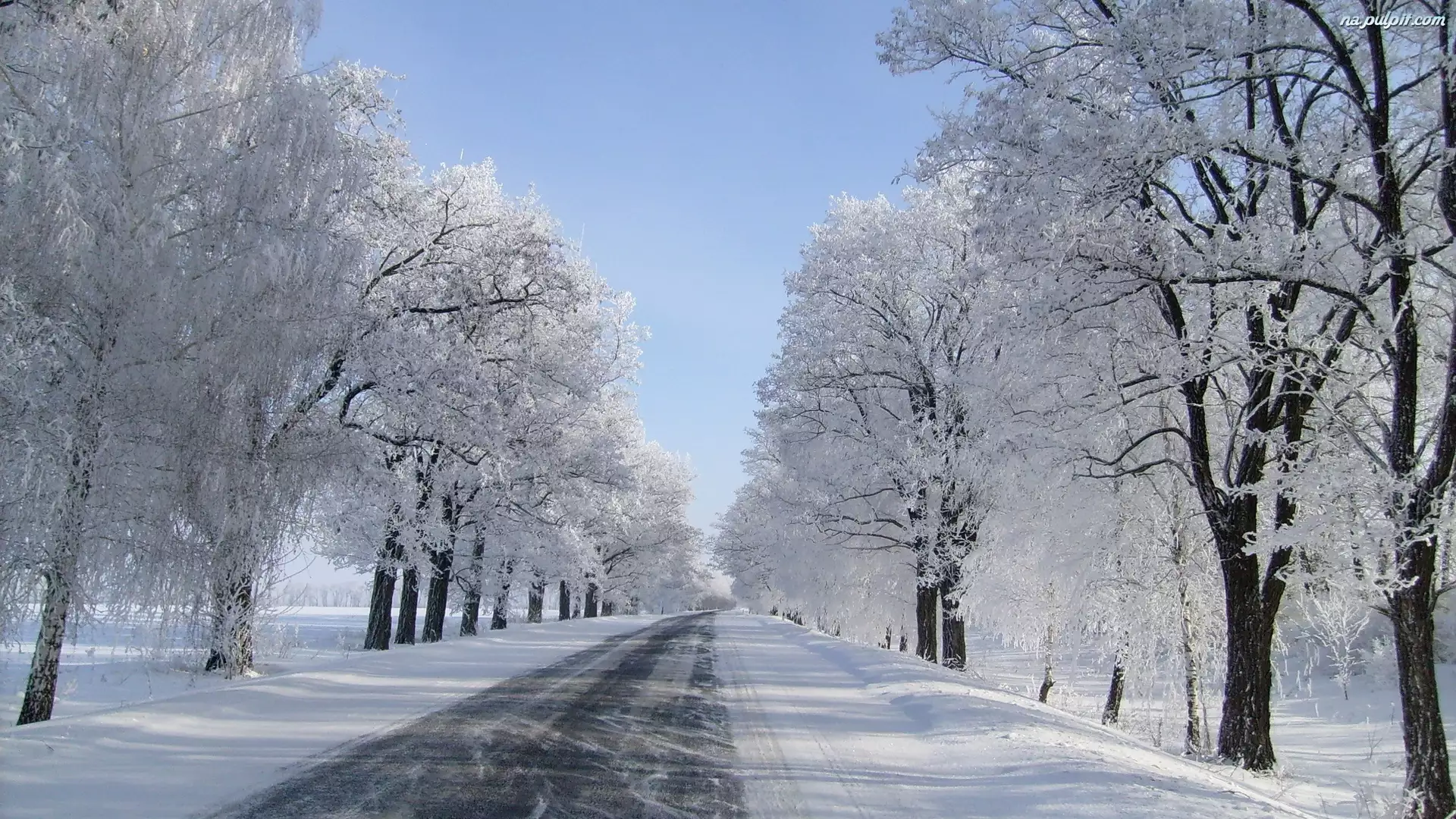 Drzewa, Zima, Śnieg, Droga