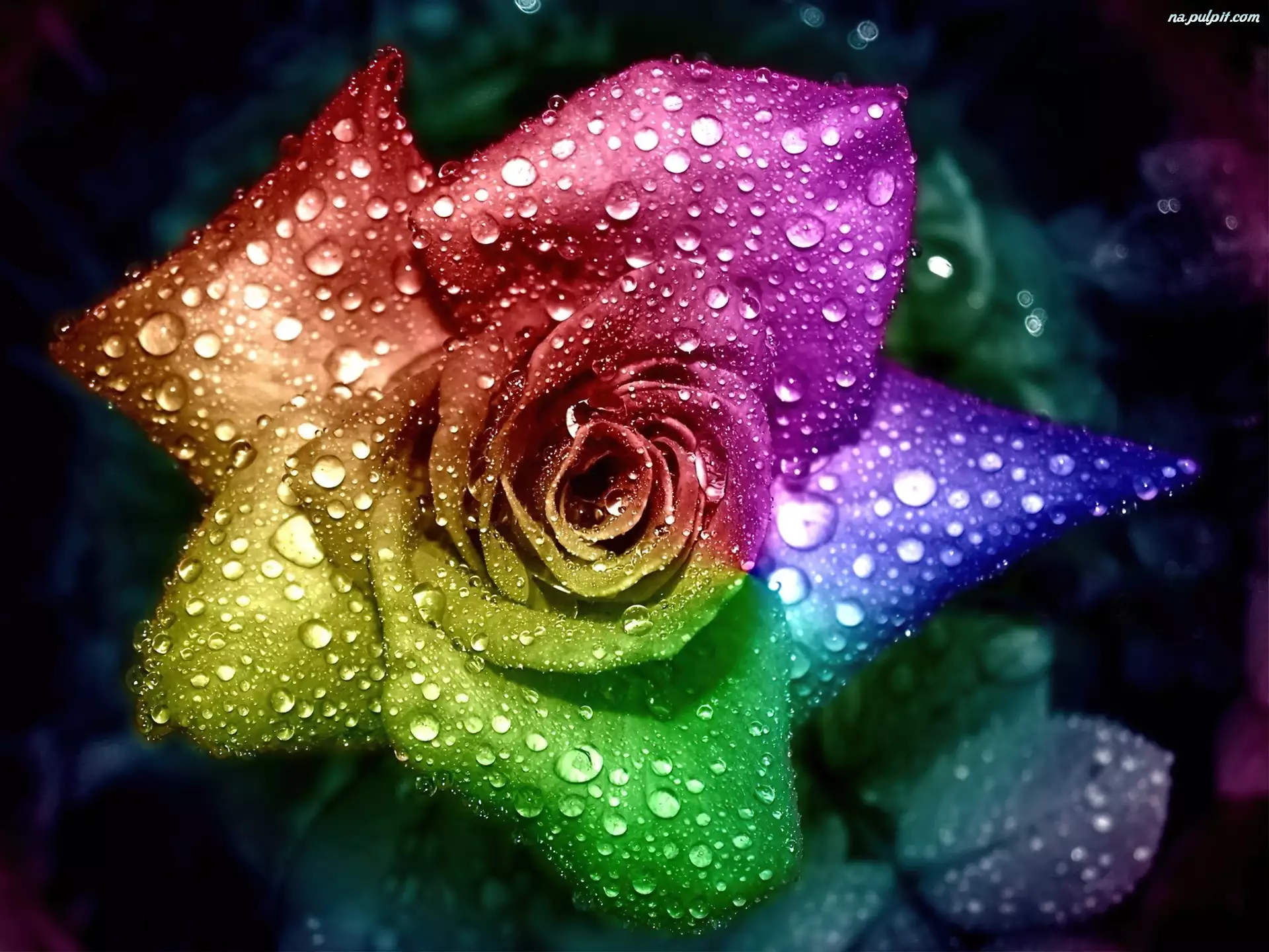 Deszczu, Kolorowa, Róża, Krople