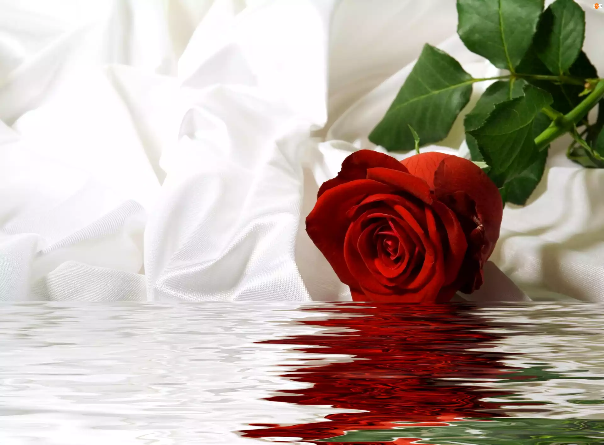 Róża, Woda, Tkanina