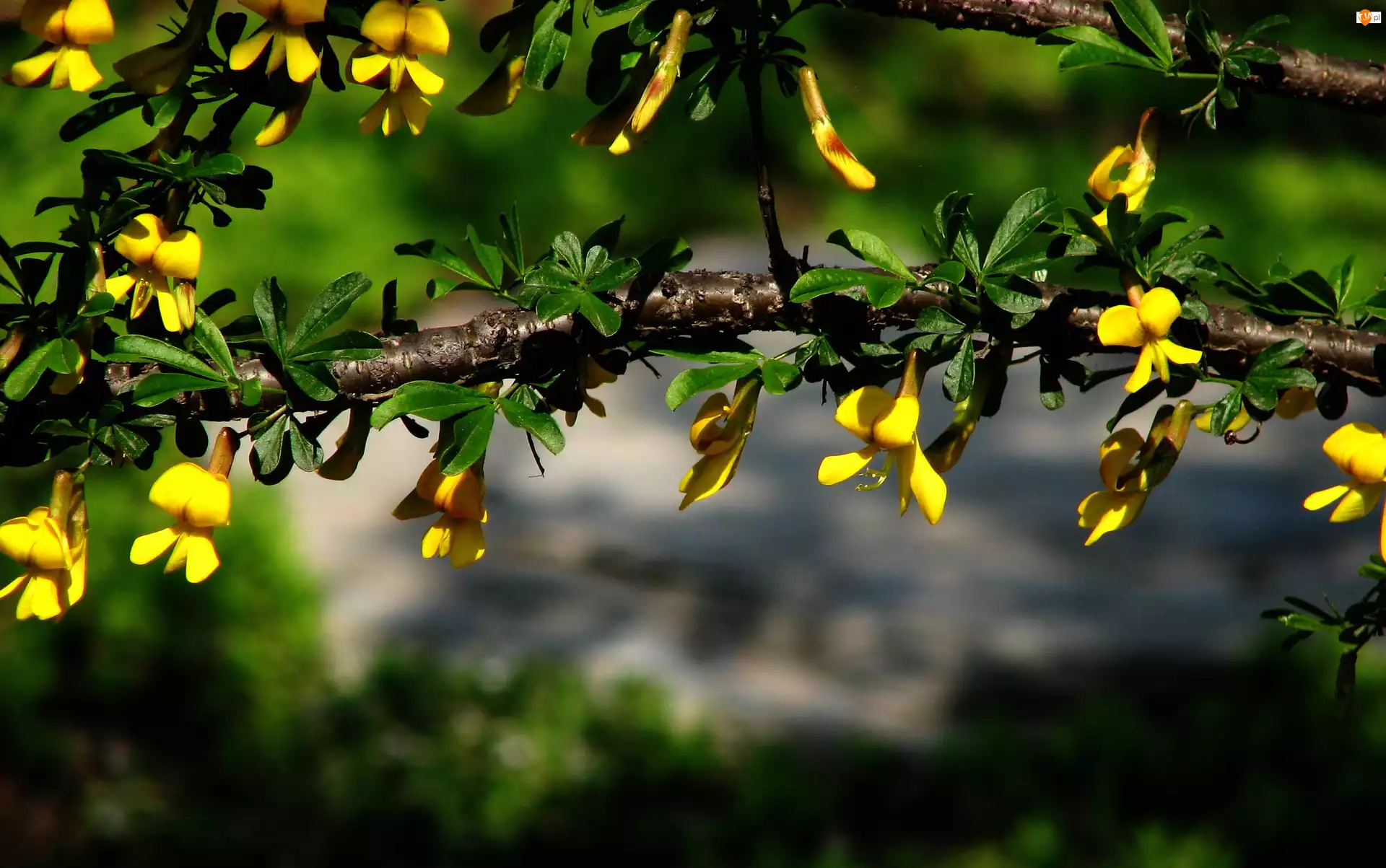 Kwitnące, Kwiatuszki, Drzewko, Żółte