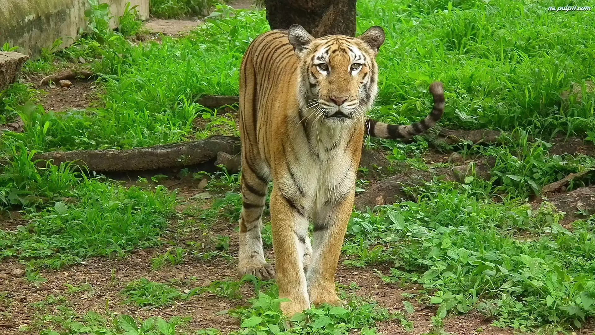 Trawa, Tygrys, Bengalski