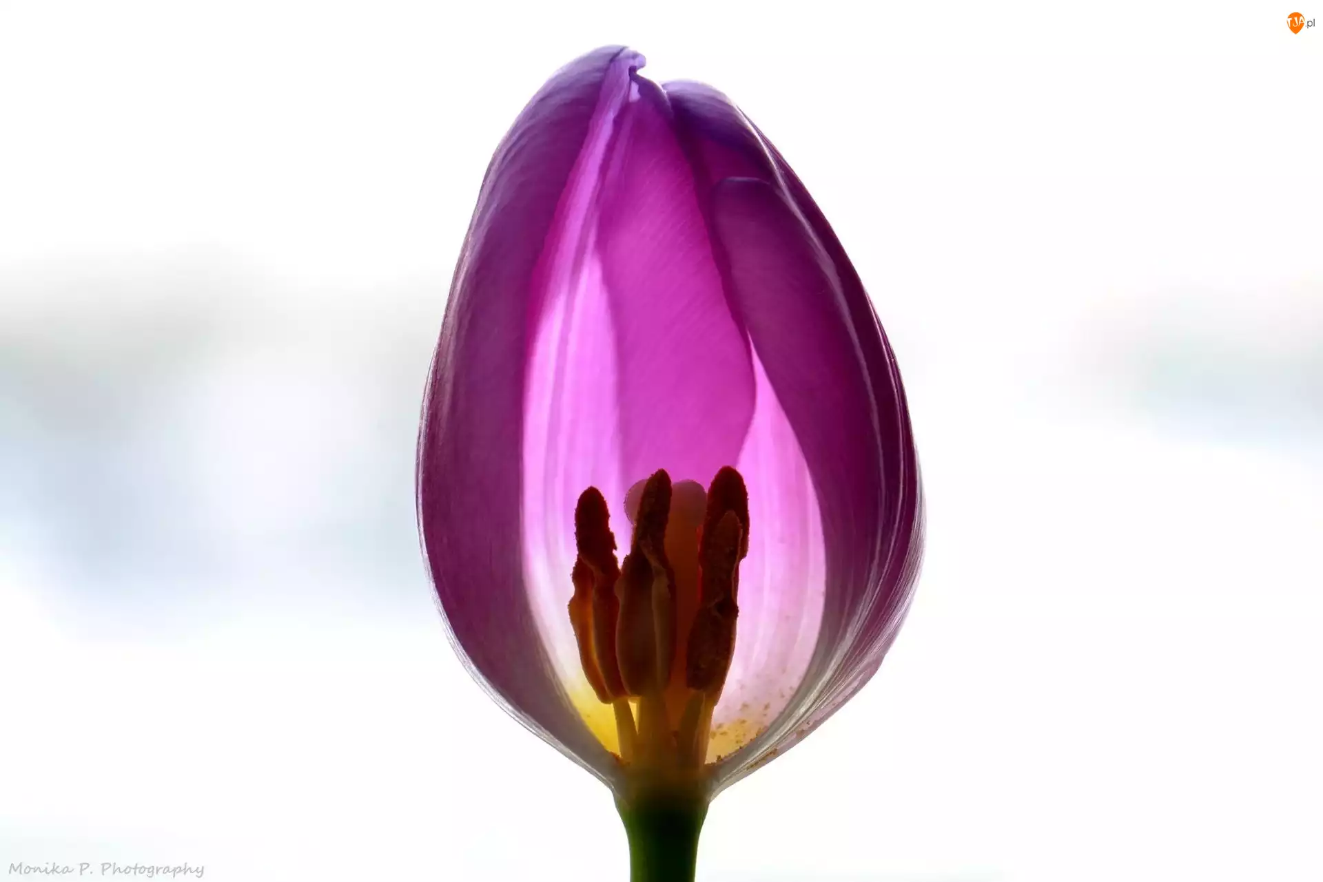 Tło, Tulipan, Białe