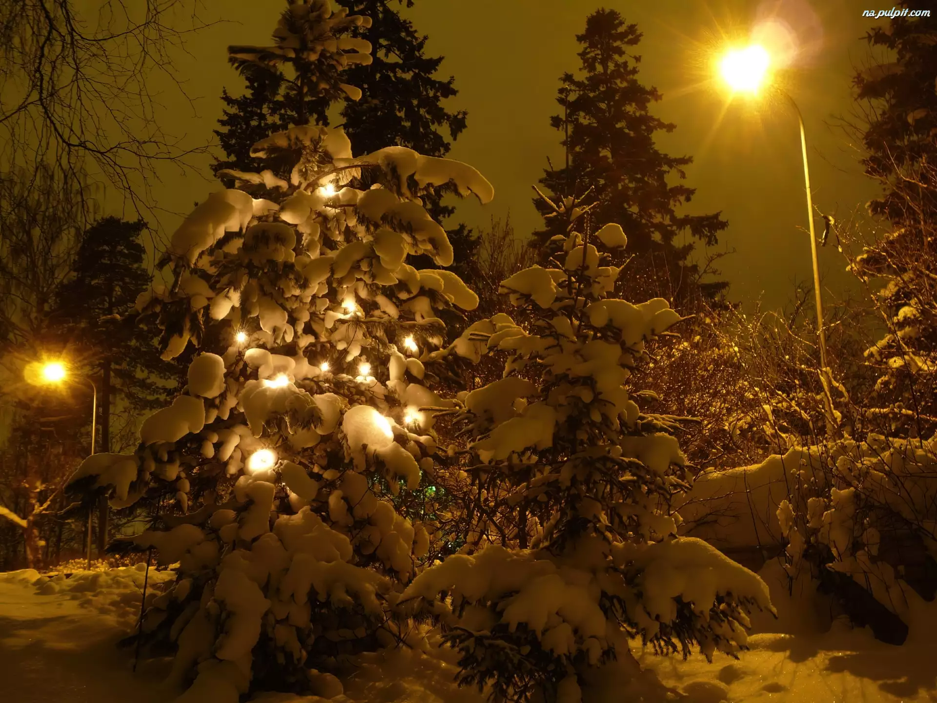 Zima, Noc, Oświetlone, Drzewko