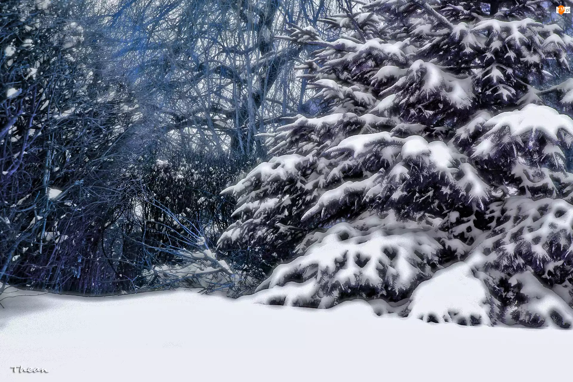 Zima, Drzewa, Śnieg, Jodła