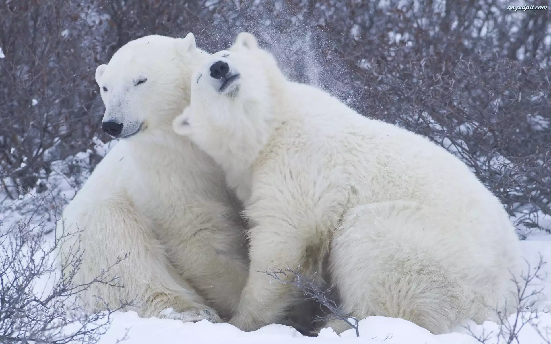 Przytulenie, Niedźwiedzie, Polarne