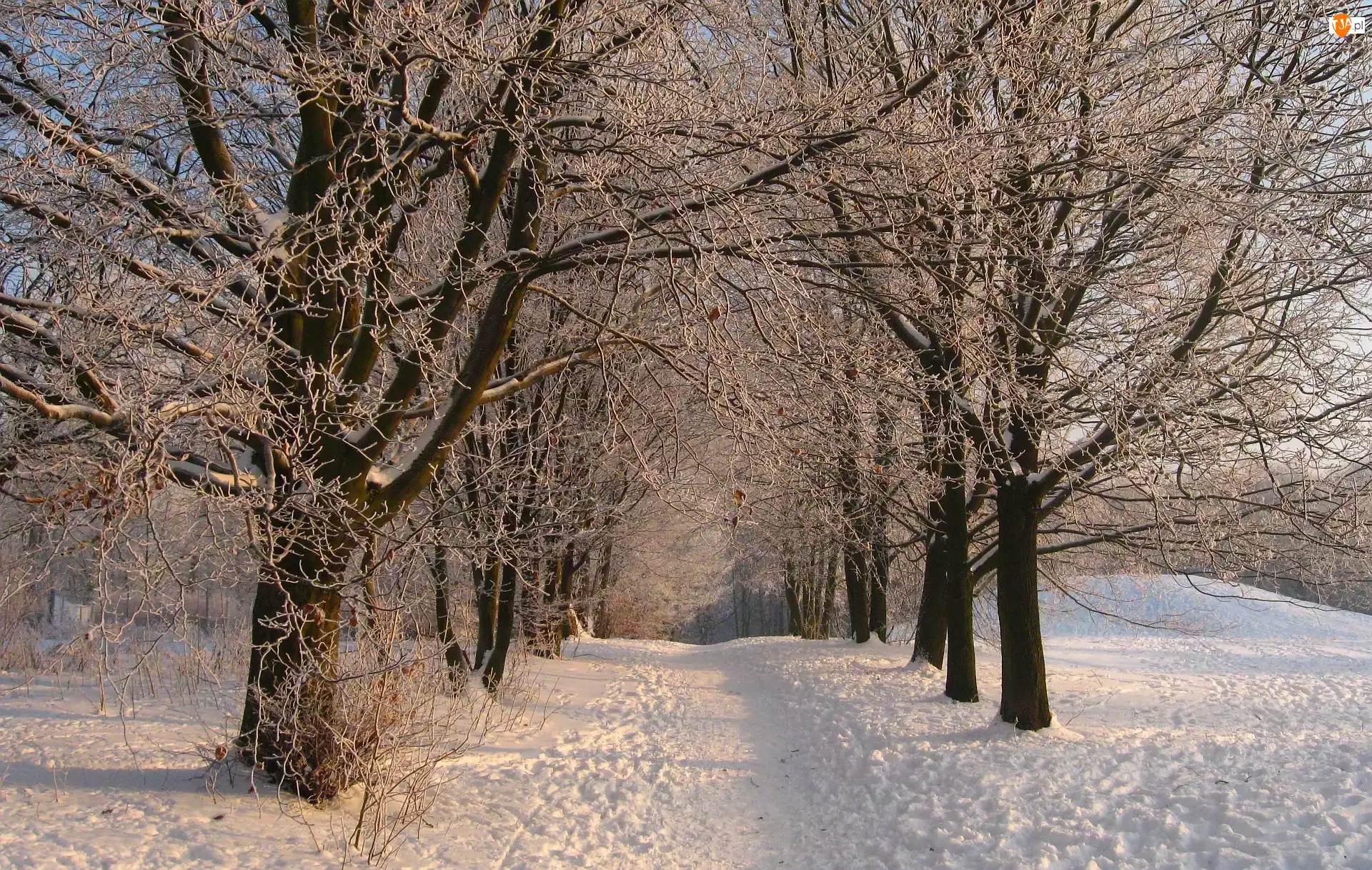 Śnieg, Zima, Park, Drzewa