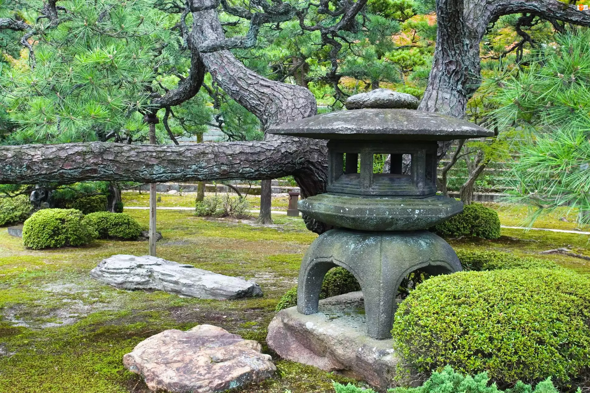 Drzewa, Japonia, Kamienie, Park