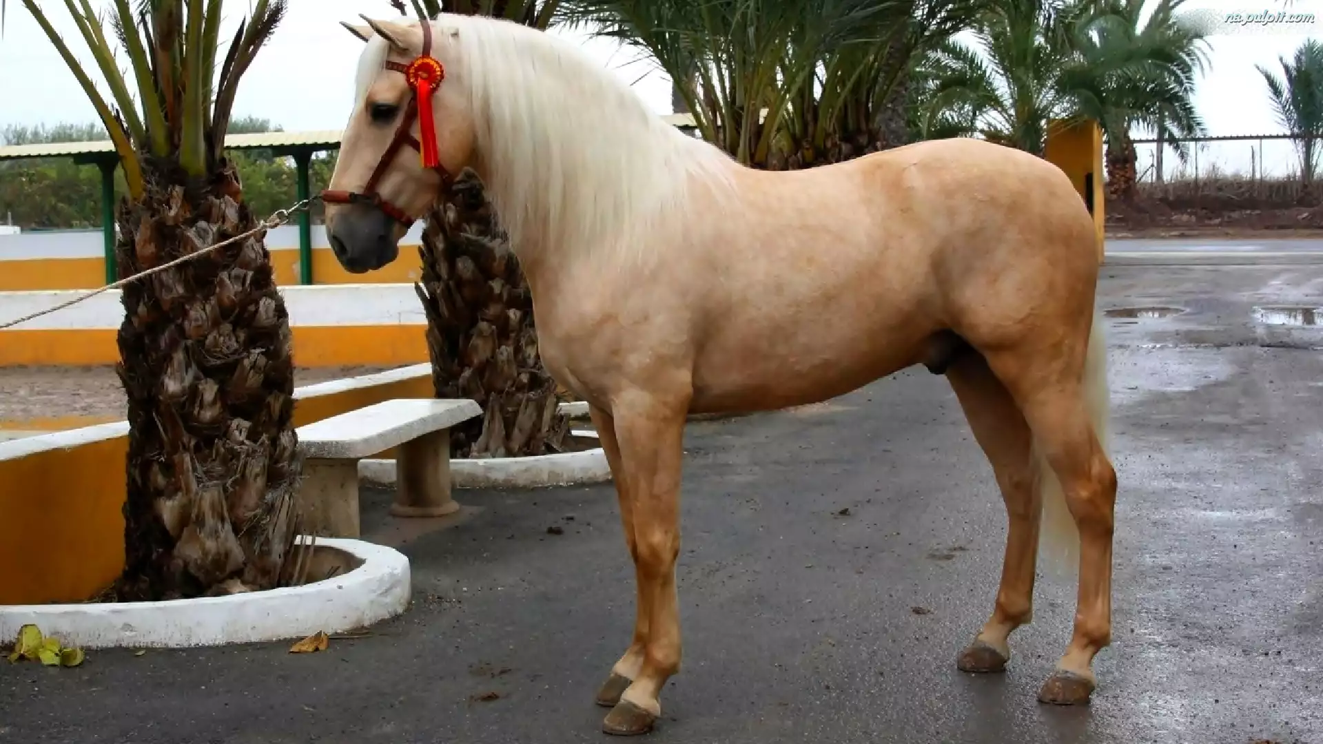 Koń, Palomino