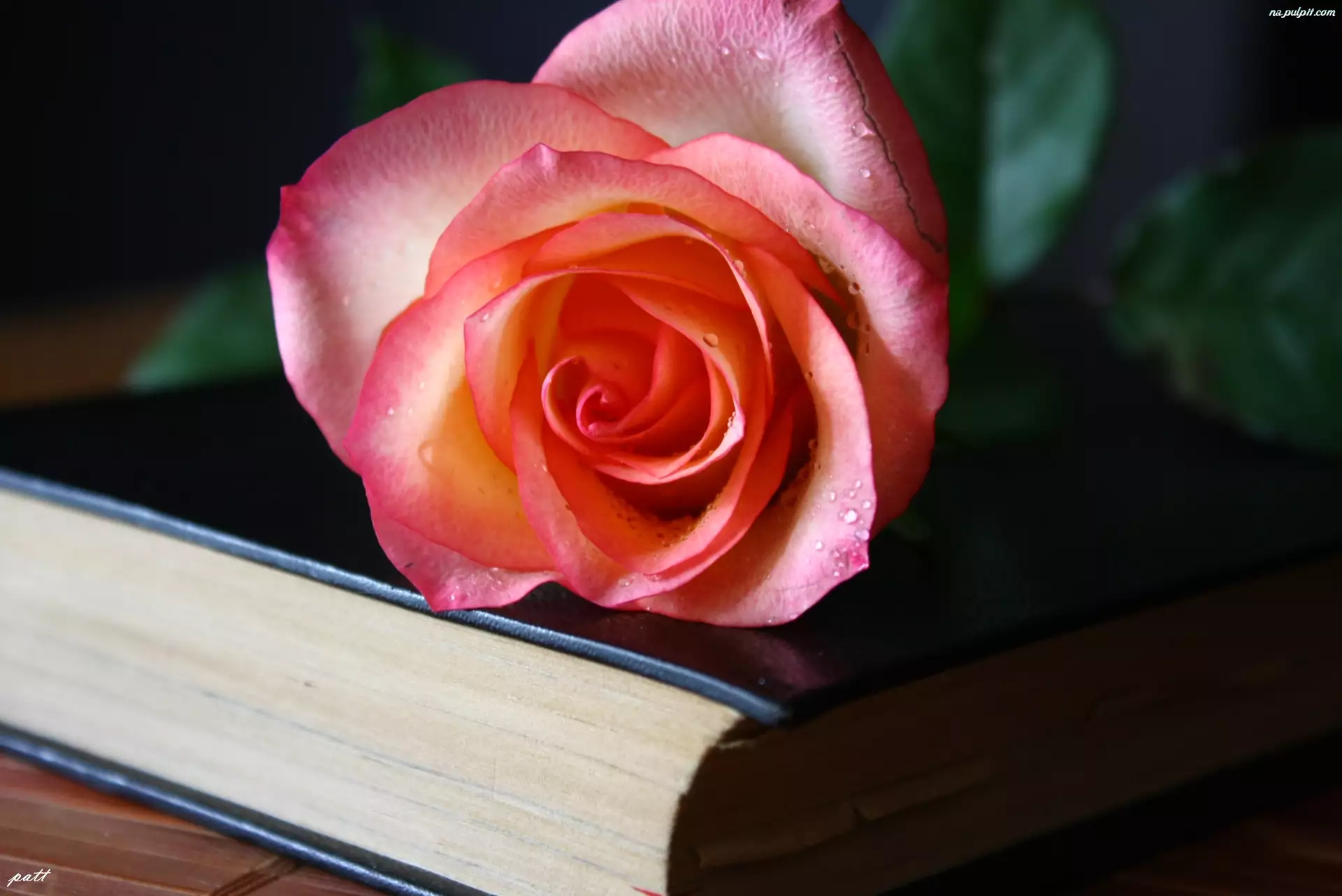 Książka, Różowa, Róża, Czarna