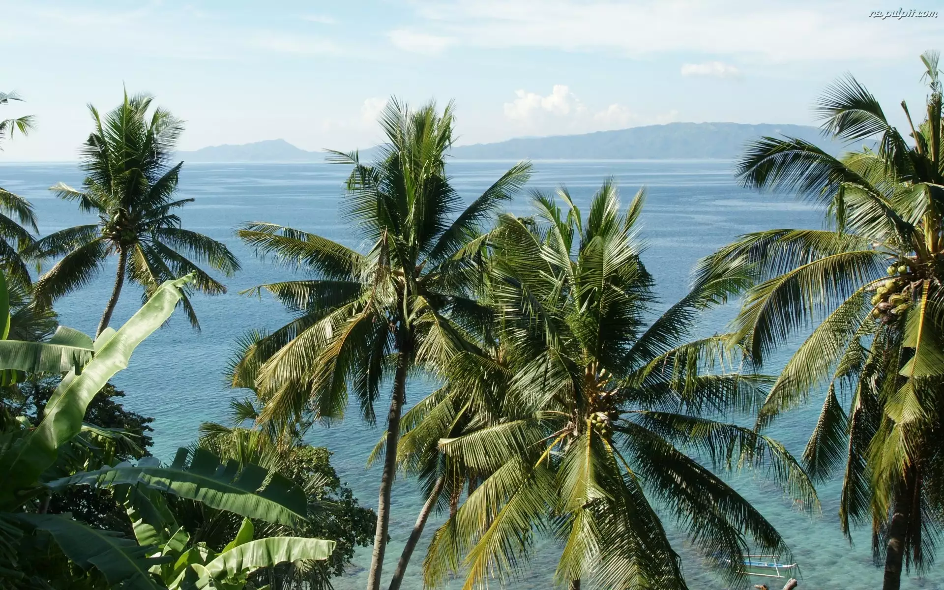 Filipiny, Palmy, Ocean