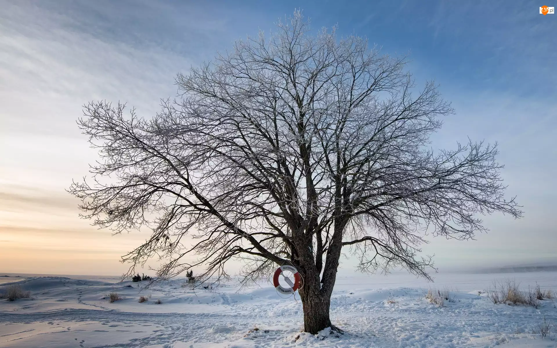 Zima, Drzewo, Śnieg