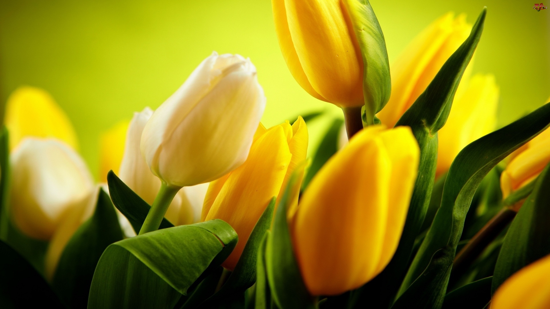 Tulipany, Białe, Żółte