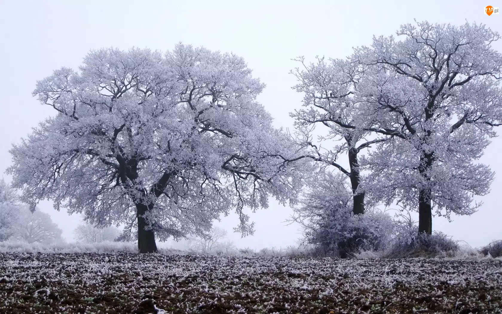 Zima, Pola, Drzewa