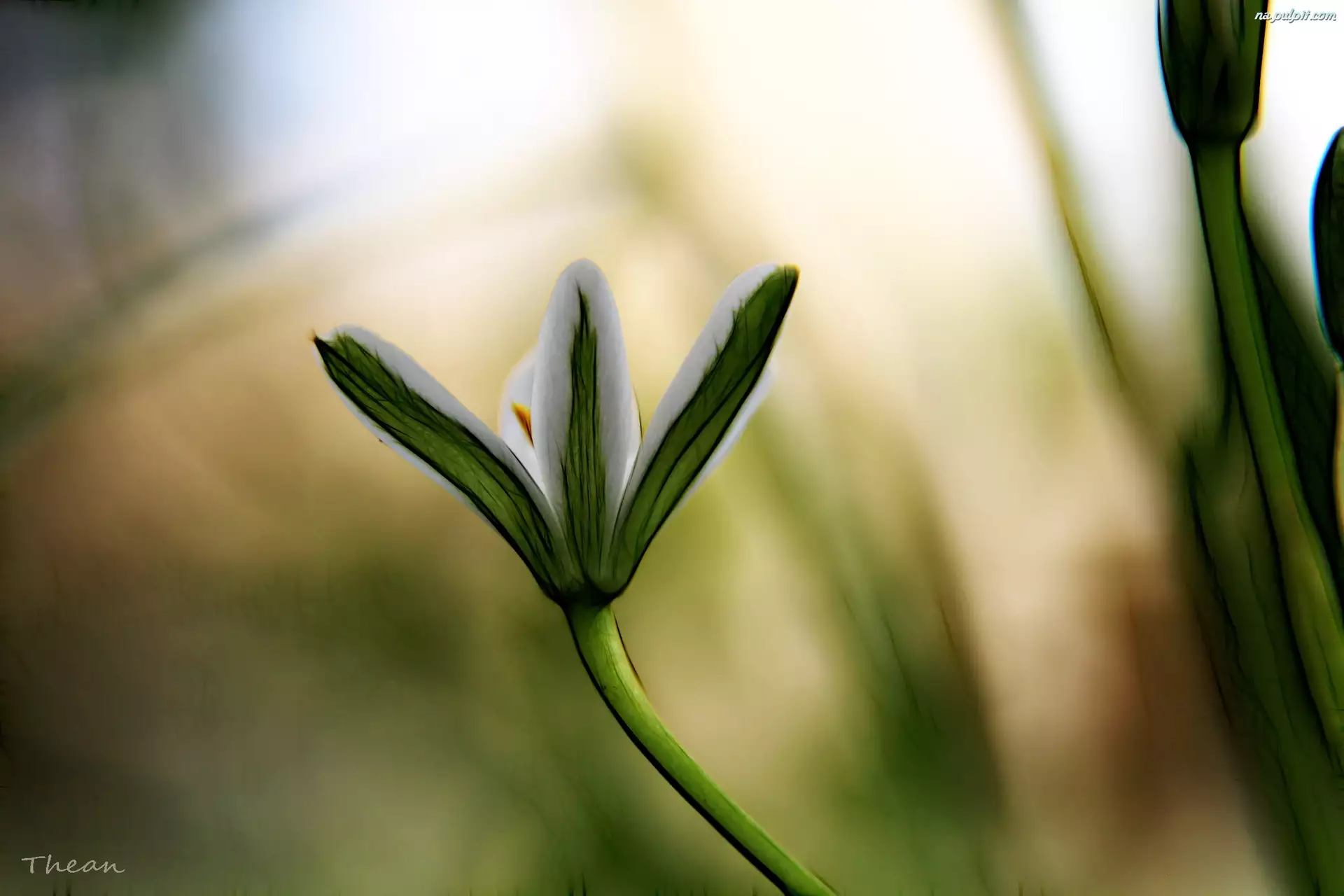 Fractalius, Biały, Kwiat
