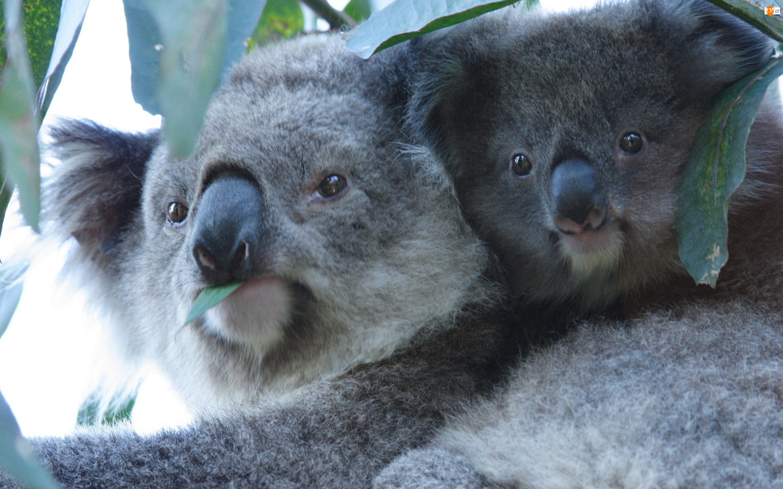 Koala, Dwa, Misie