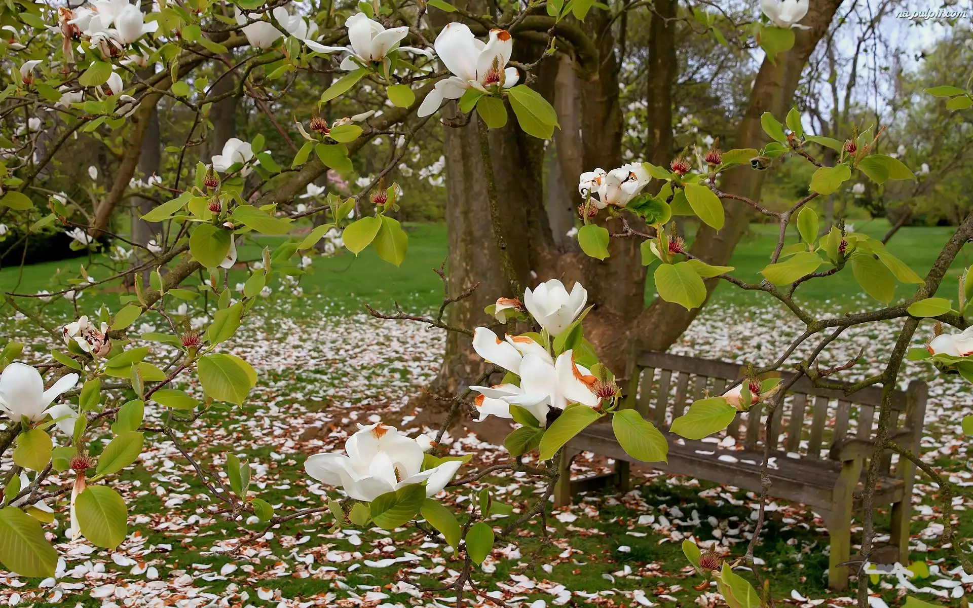 Ławeczka, Wiosna, Biała, Park, Magnolia