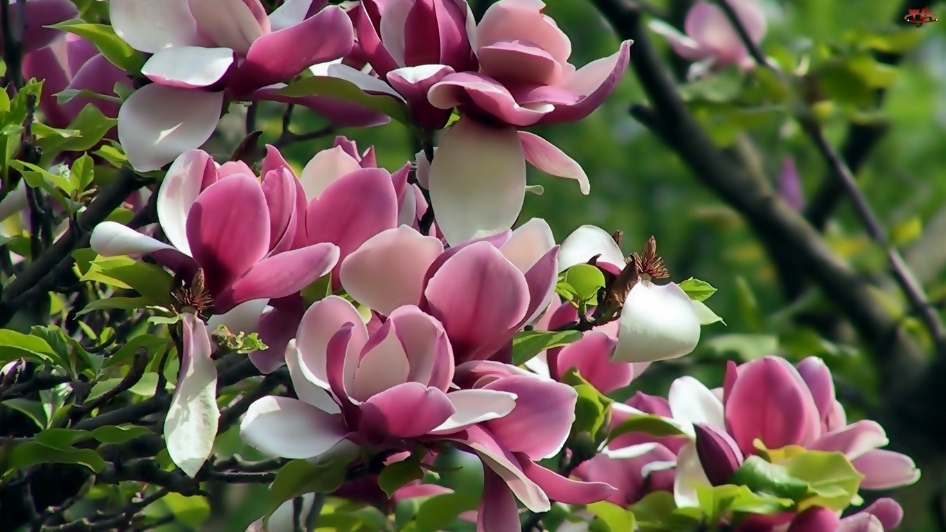 Magnolia, Różowa