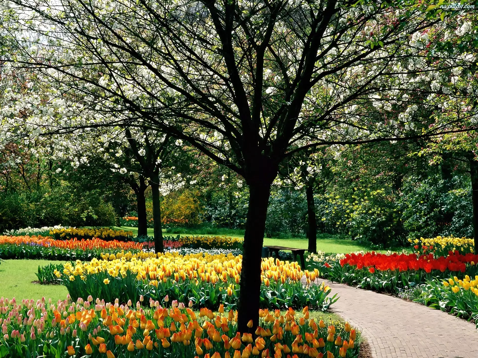 Park, Wiosenny, Drzewa, Tulipany, Kwitnące, Kolorowe