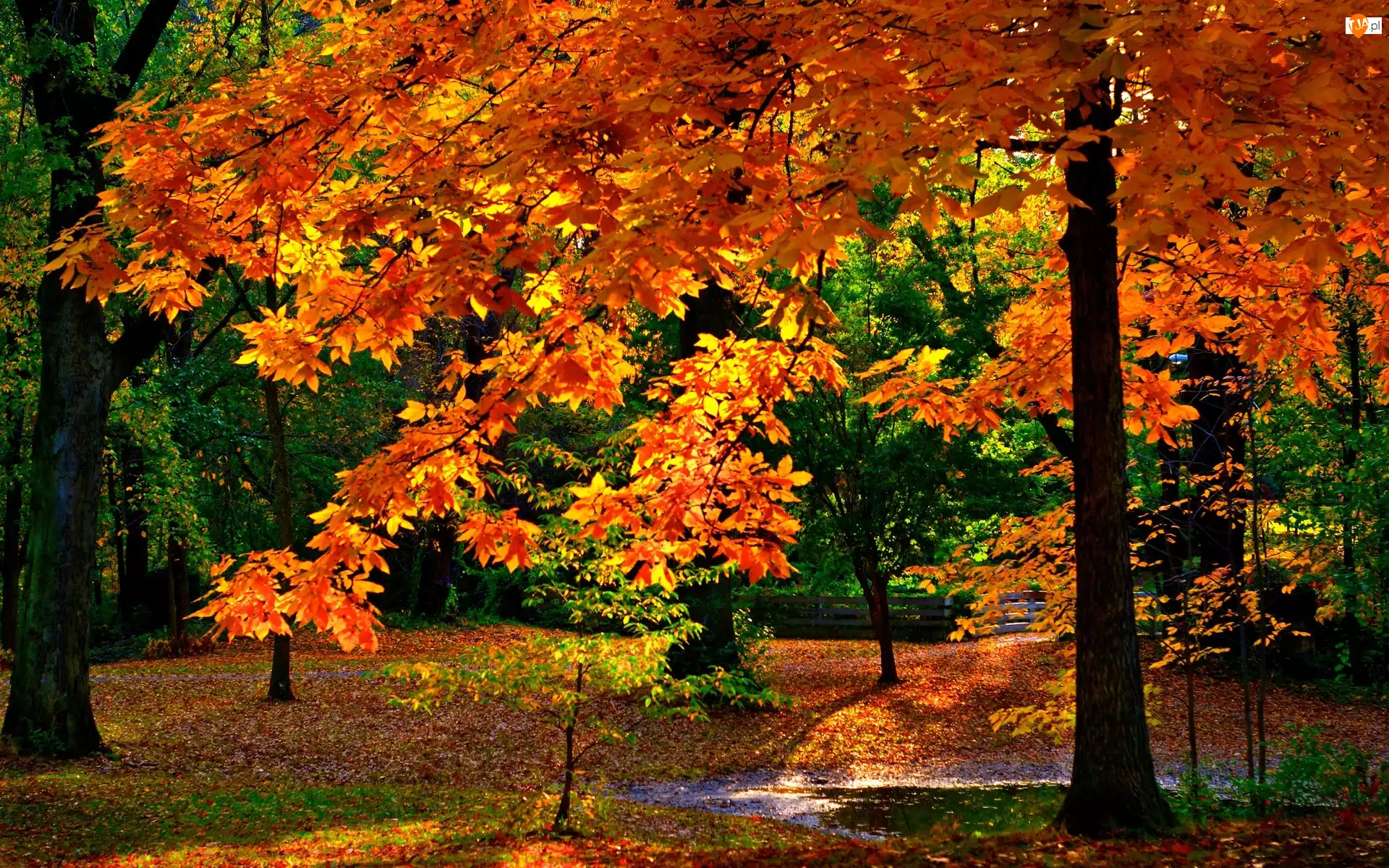 Park, Drzewo, Jesień