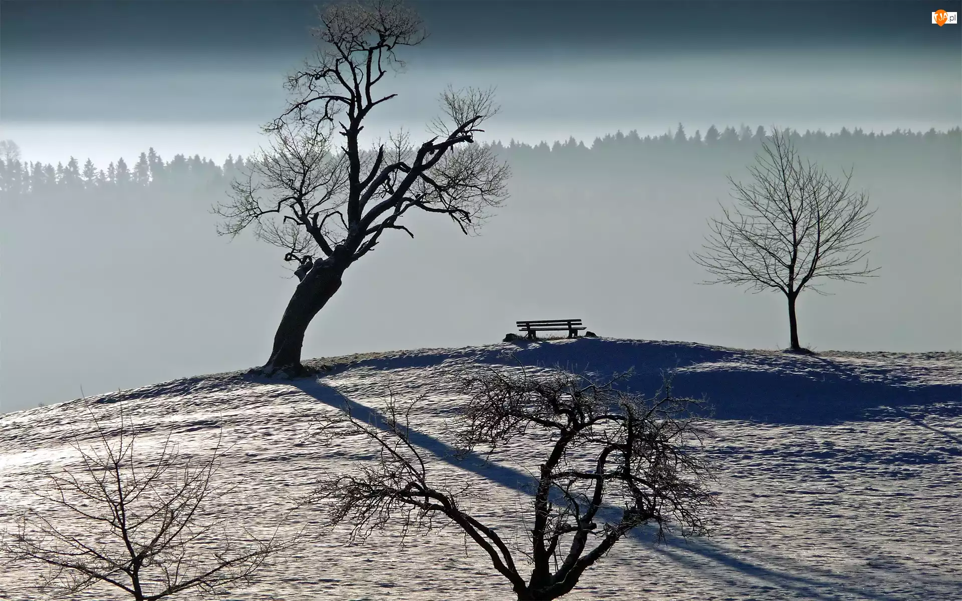 Suche, Ławeczka, Drzewa, Śnieg