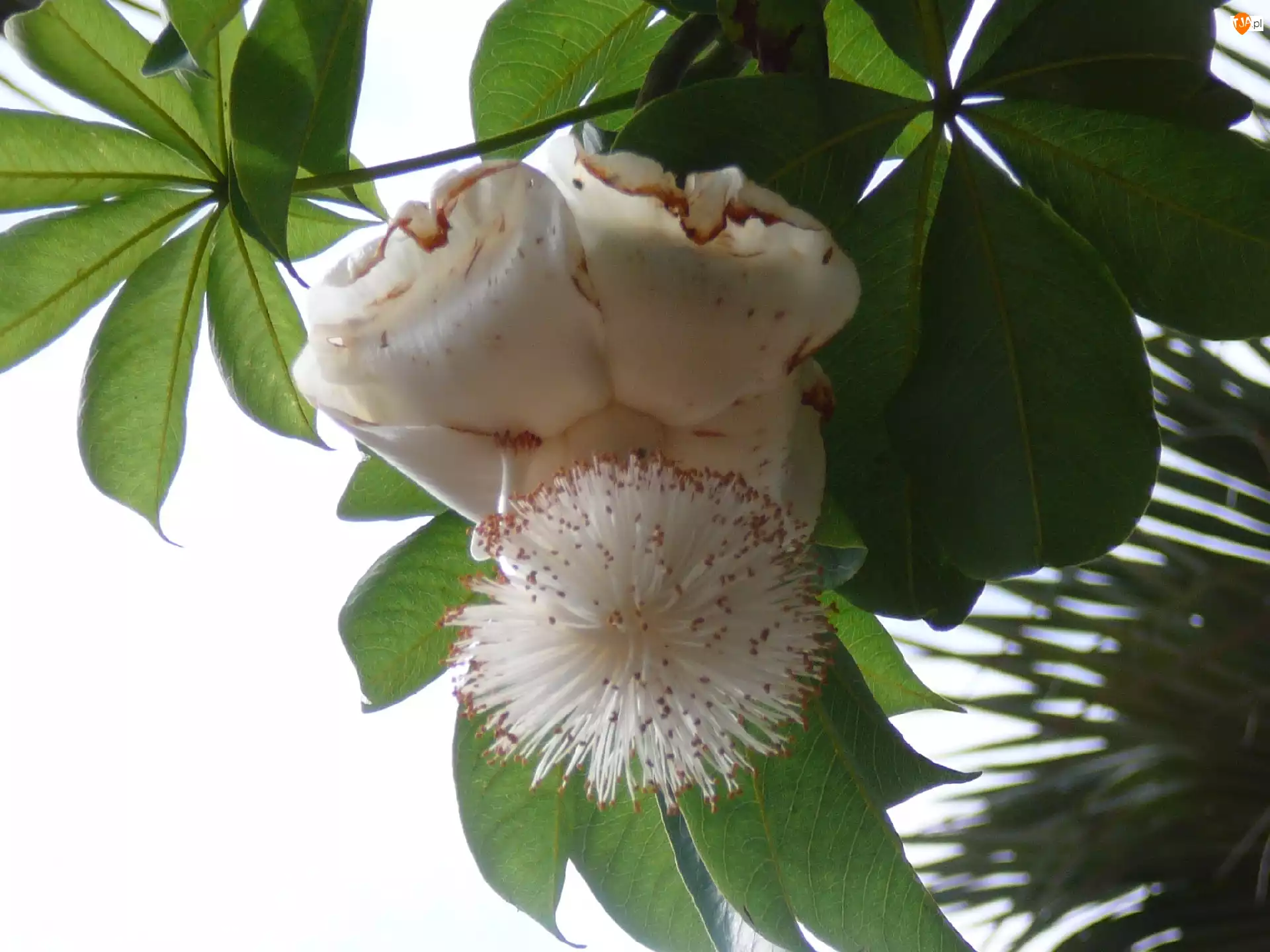 Adansonia Digitata, Kwiat, Baobabu
