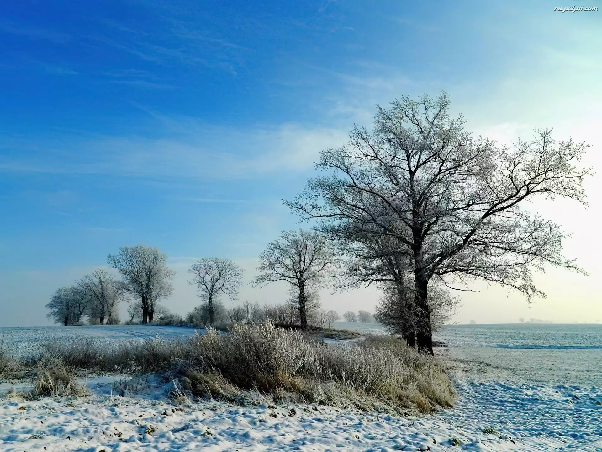 Zima, Pola, Śnieg, Drzewa