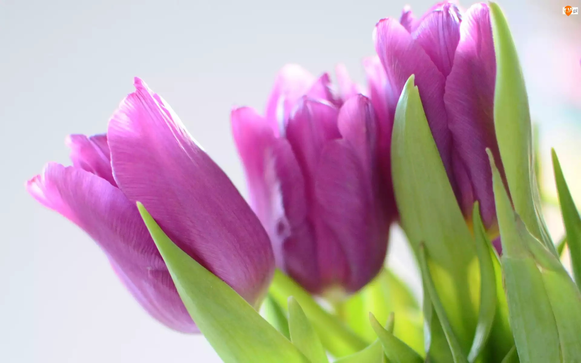 Tulipany, Kwiaty, Fioletowe