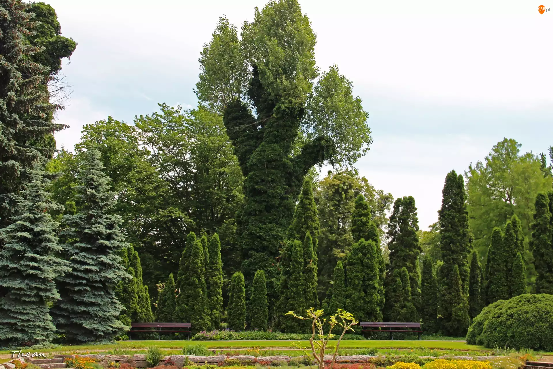 Poznań, Drzewa, Ogród, Botaniczny