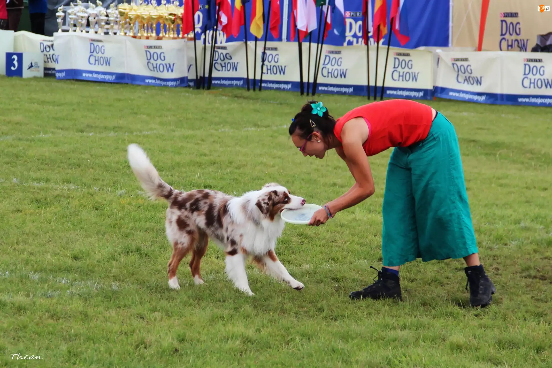 Kobieta, Aportowanie, Border Collie, Pies, Frisbee