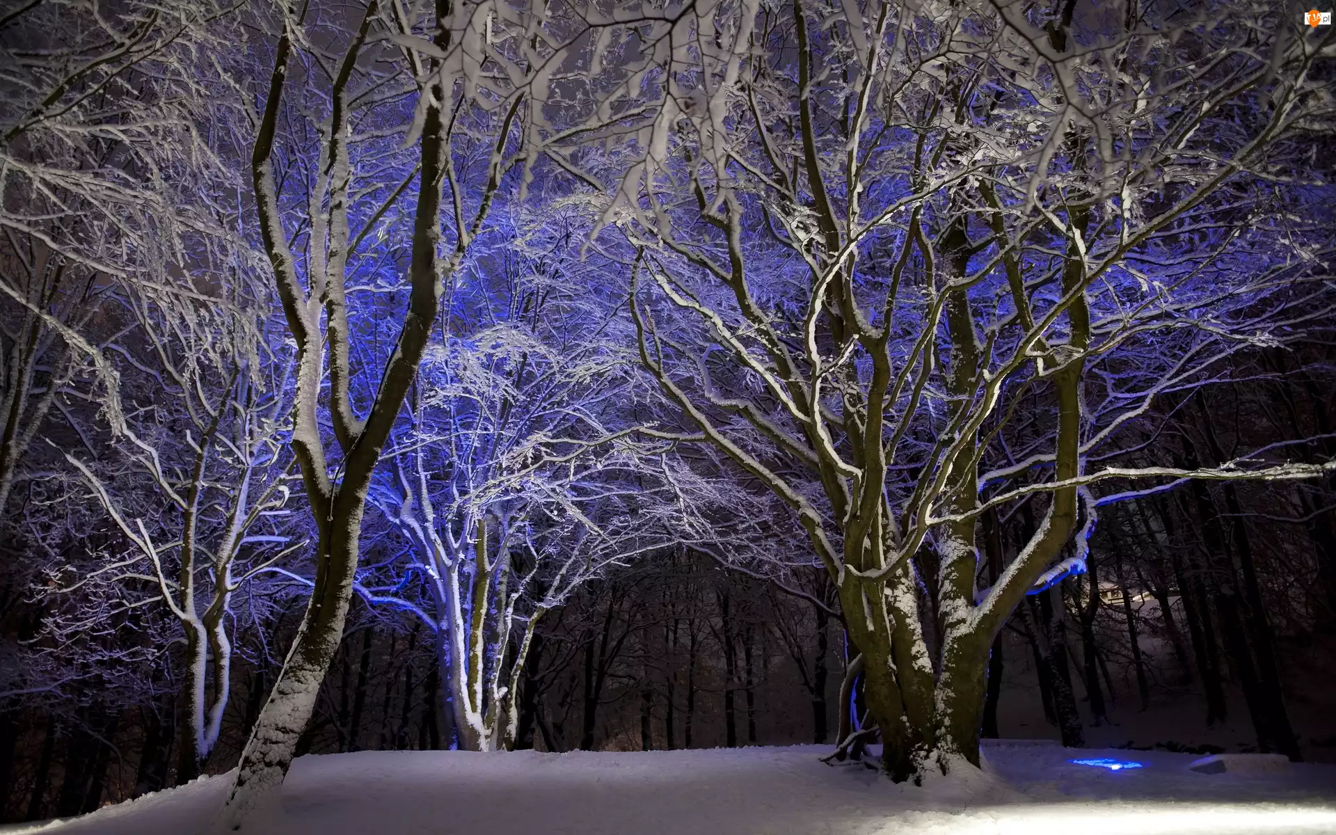 Zima, Drzewa, Las, Noc