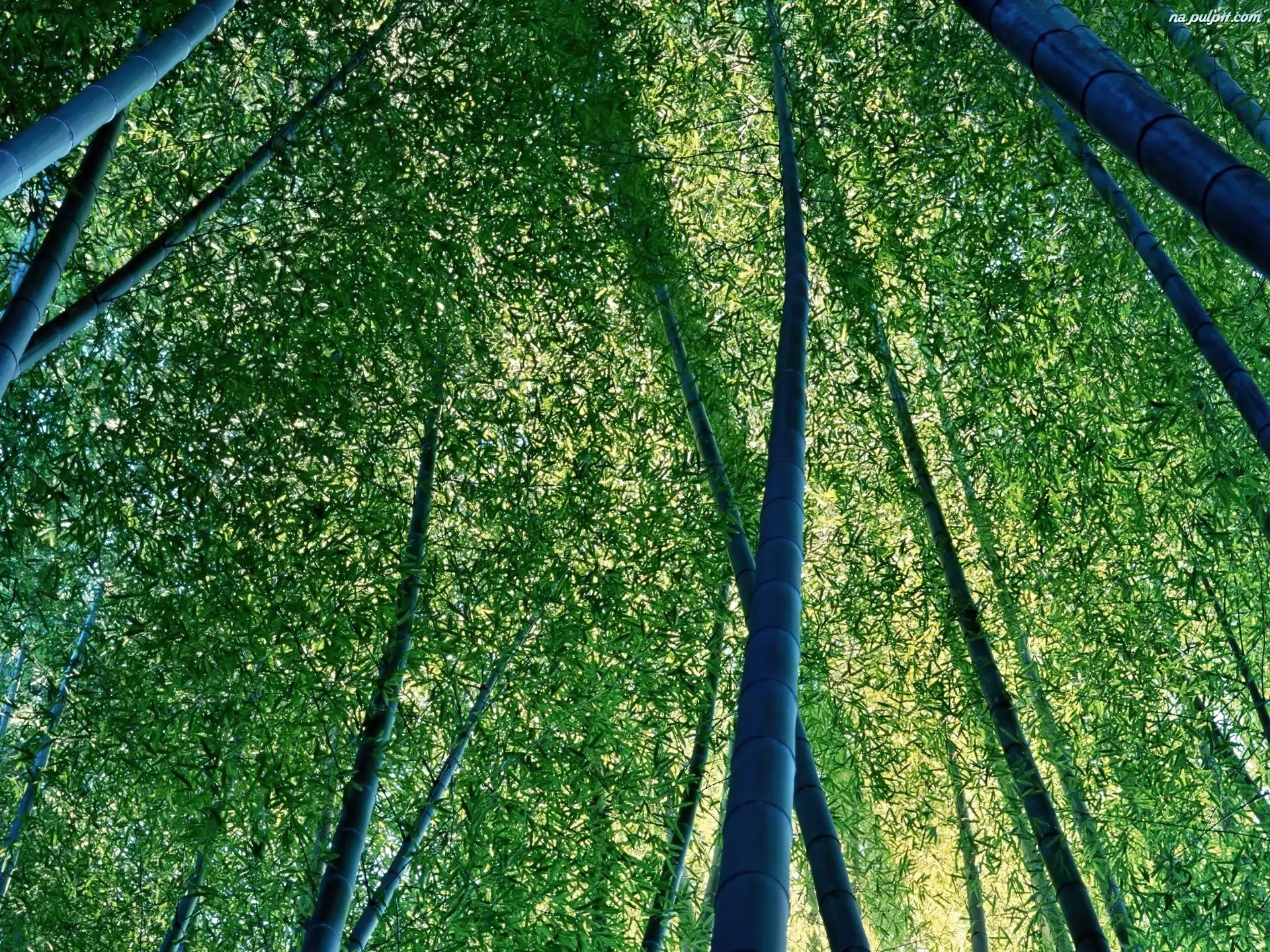 Liście, Bambusowe, Drzewa