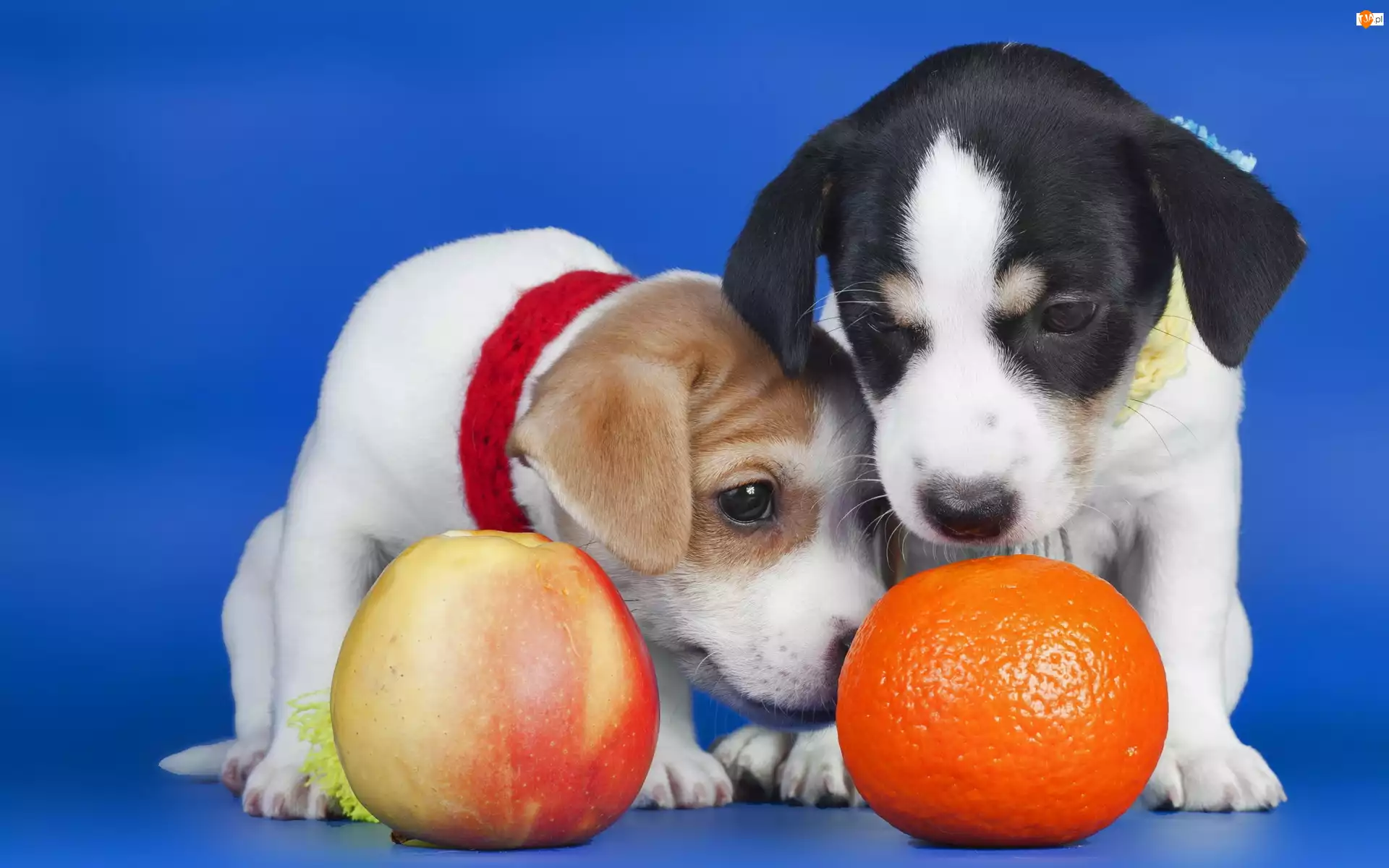 Psy, Pomarańcza, Szczenieta, Jabłko